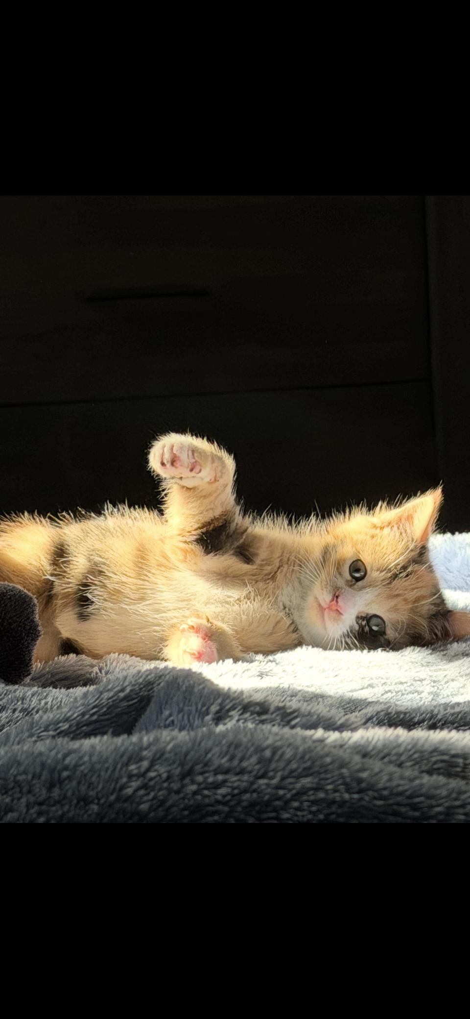 April Flowers (CP), a Adopted Domestic Medium Hair in Absecon, NJ image 3/3
