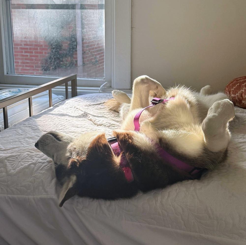 Lady Nymeria thumbnail 3