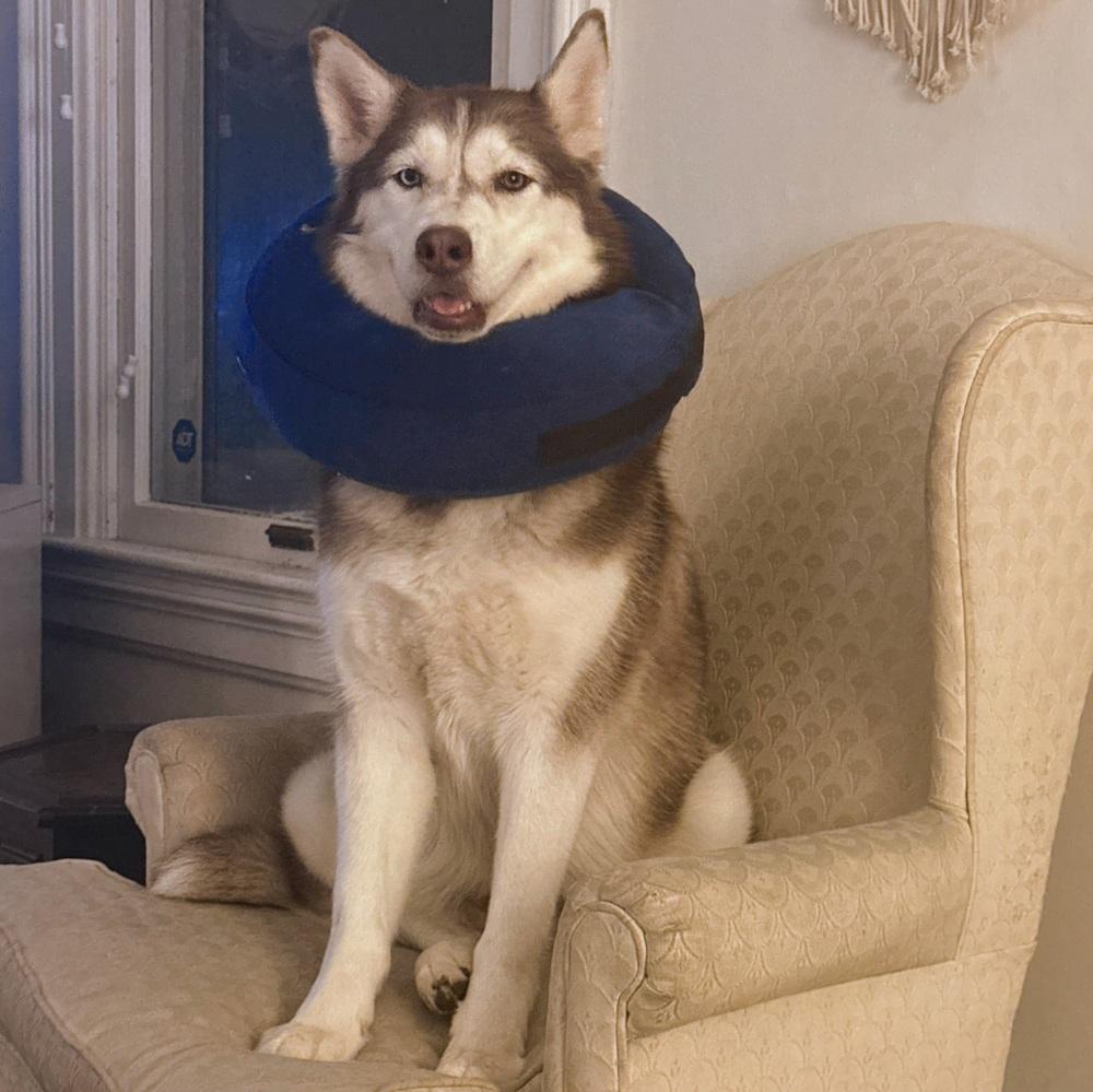 Lady Nymeria thumbnail 5