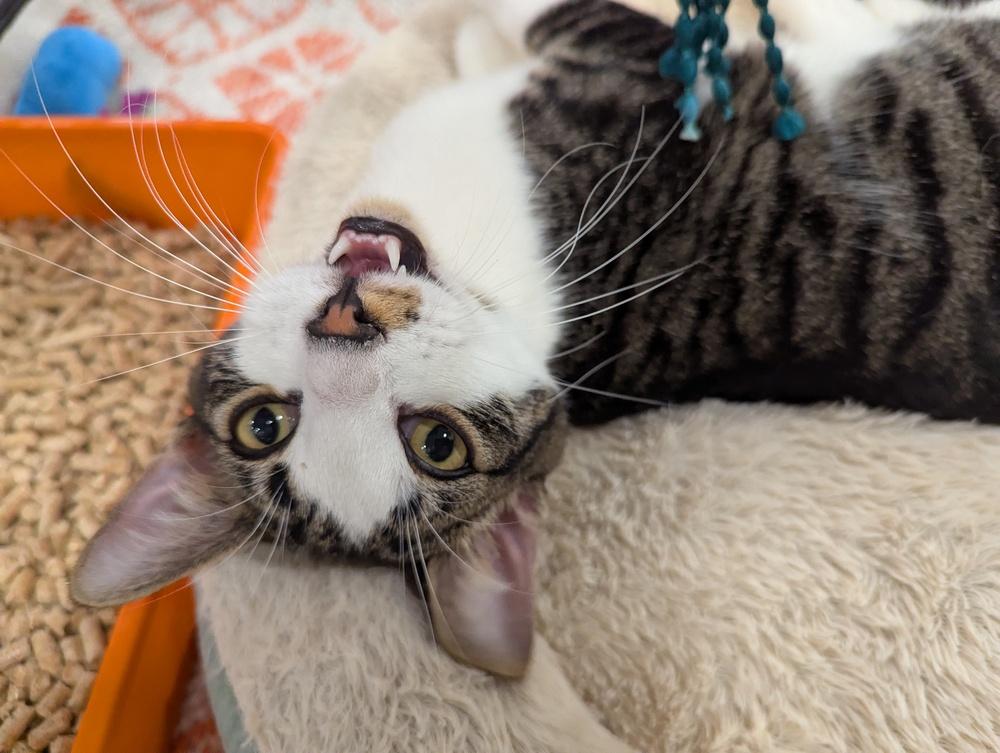 Atlas, Adoptable, Kitten Male Domestic Short Hair.