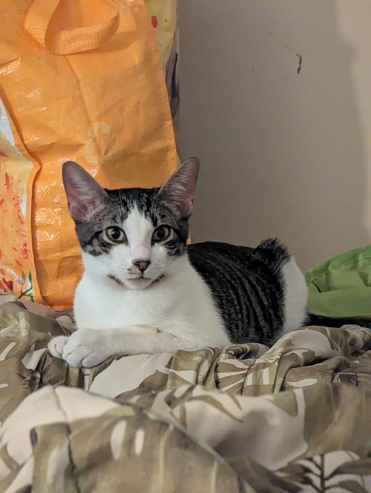 Enlarge Atlas, a Adoptable Domestic Short Hair in Ruskin, FL image 2/6