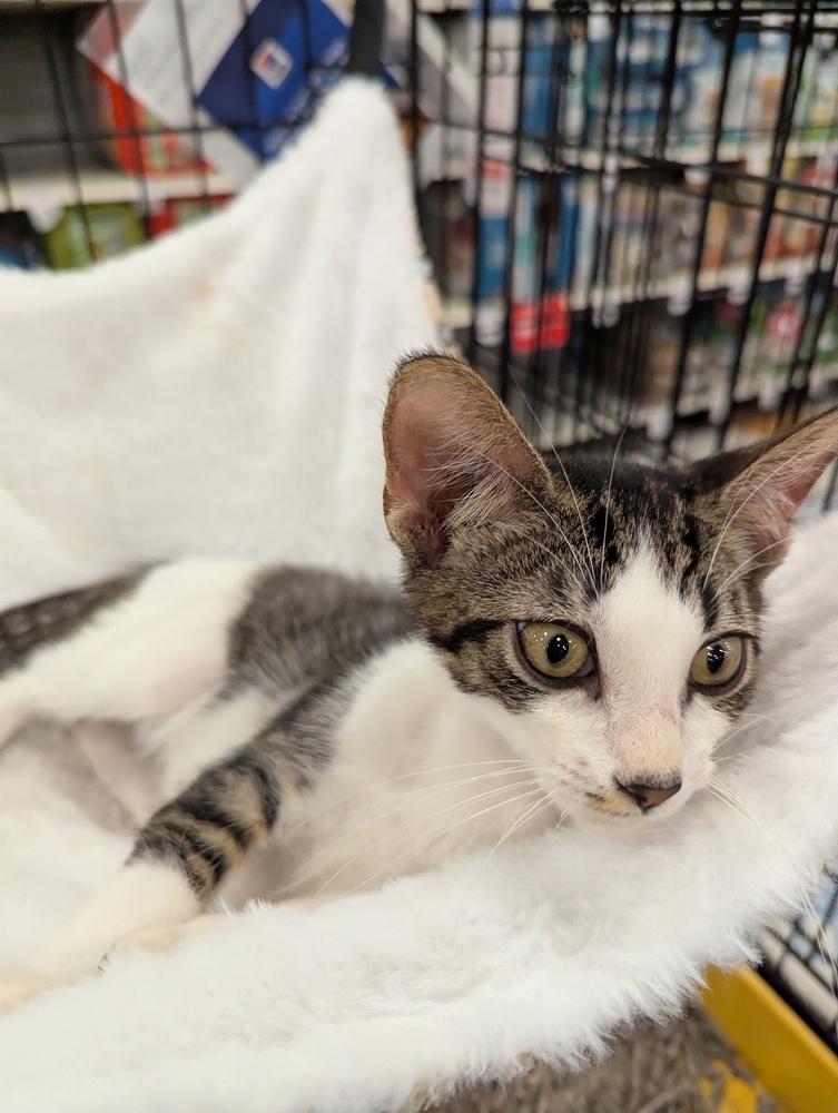 Enlarge Atlas, a Adoptable Domestic Short Hair in Ruskin, FL image 3/6