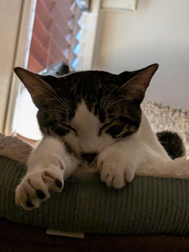 Enlarge Atlas, a Adoptable Domestic Short Hair in Ruskin, FL image 3/6