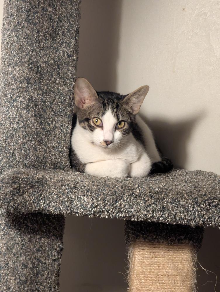 Enlarge Atlas, a Adoptable Domestic Short Hair in Ruskin, FL image 4/6