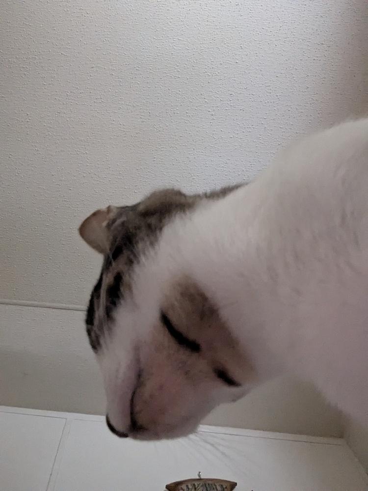 Enlarge Atlas, a Adoptable Domestic Short Hair in Ruskin, FL image 6/6