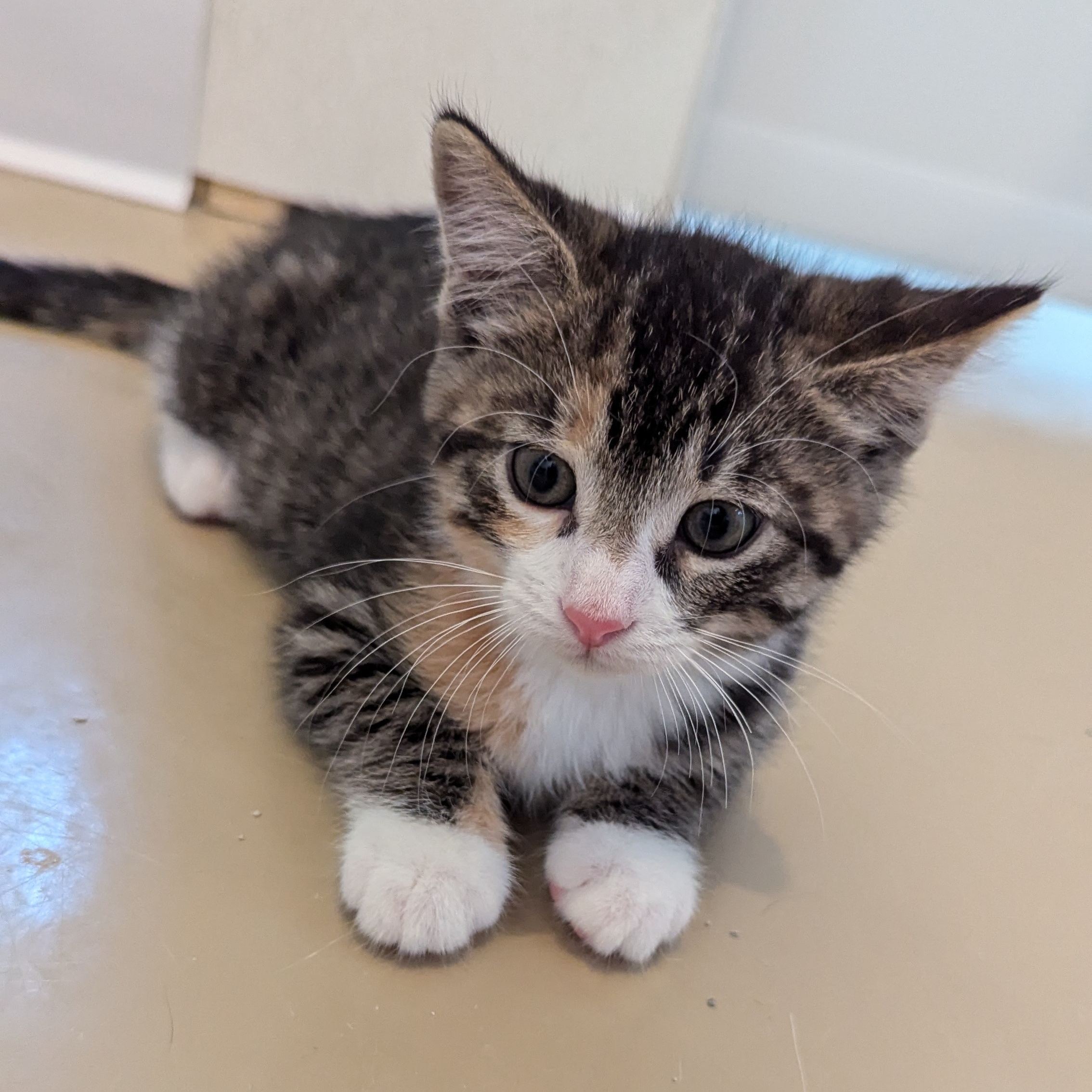 Cat for adoption PEPPER, a Domestic Short Hair in La Crescent, MN