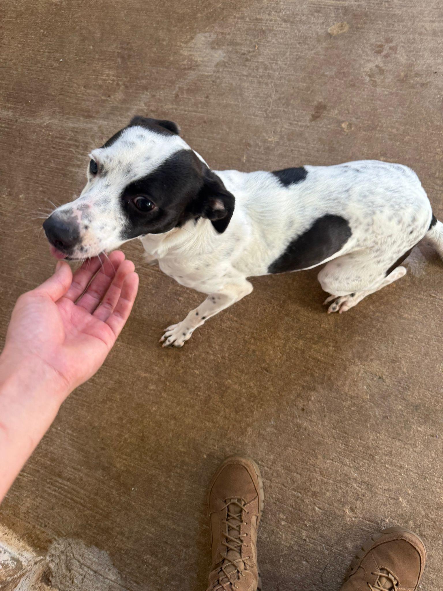 Cascade, ADOPTABLE, Young Female Labrador Retriever.