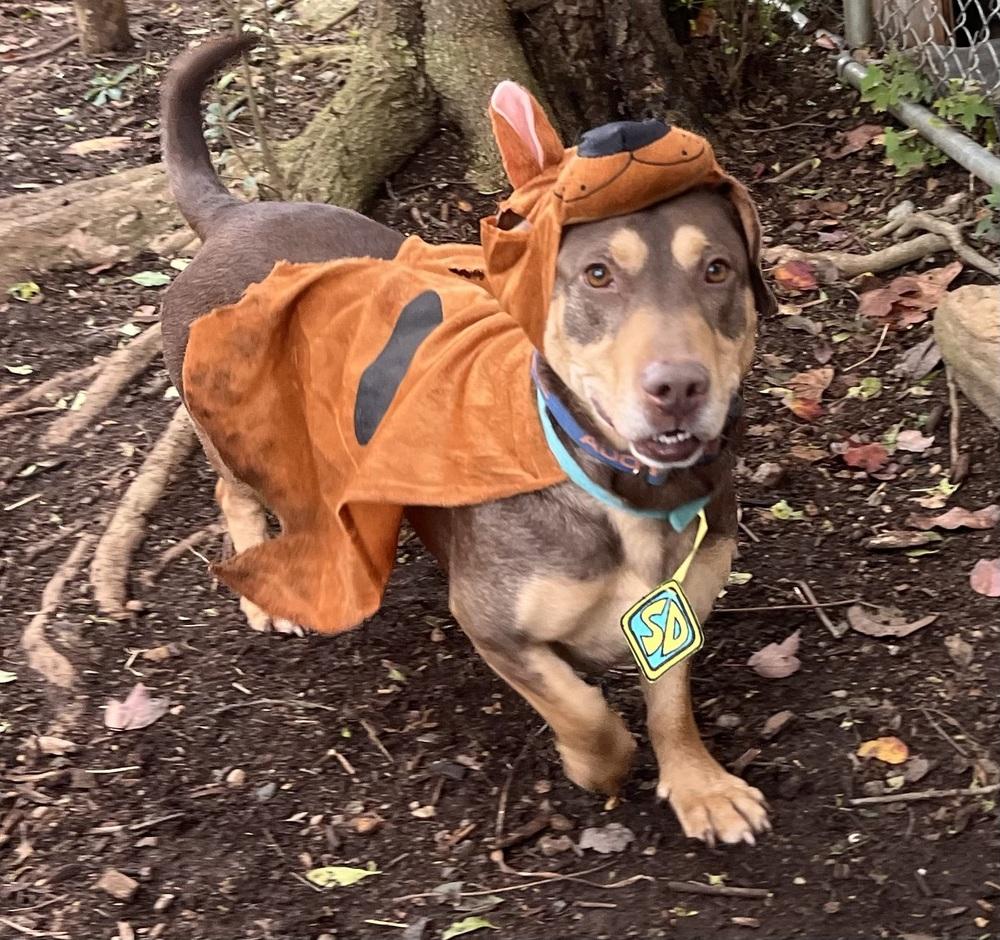 Enlarge Jo, a Adoptable Mixed Breed in Acworth, GA image 2/6