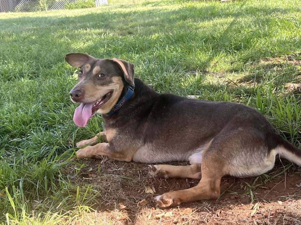 Enlarge Jo, a Adoptable Mixed Breed in Acworth, GA image 3/6