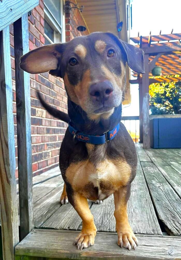 Enlarge Jo, a Adoptable Mixed Breed in Acworth, GA image 4/6