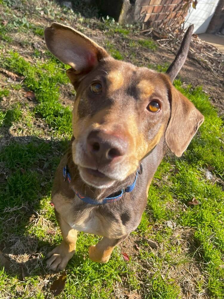 Enlarge Jo, a Adoptable Mixed Breed in Acworth, GA image 5/6