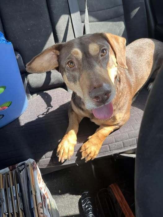 Enlarge Jo, a Adoptable Mixed Breed in Acworth, GA image 6/6