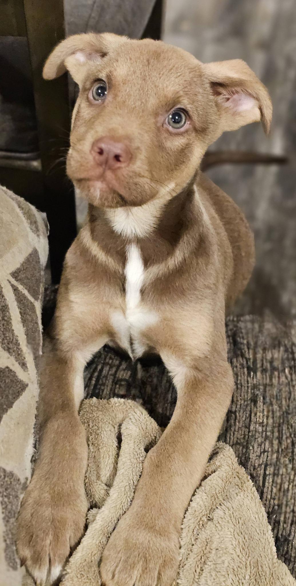 Enlarge Eggie, a ADOPTABLE Great Pyrenees in Fort Payne, AL image 4/4
