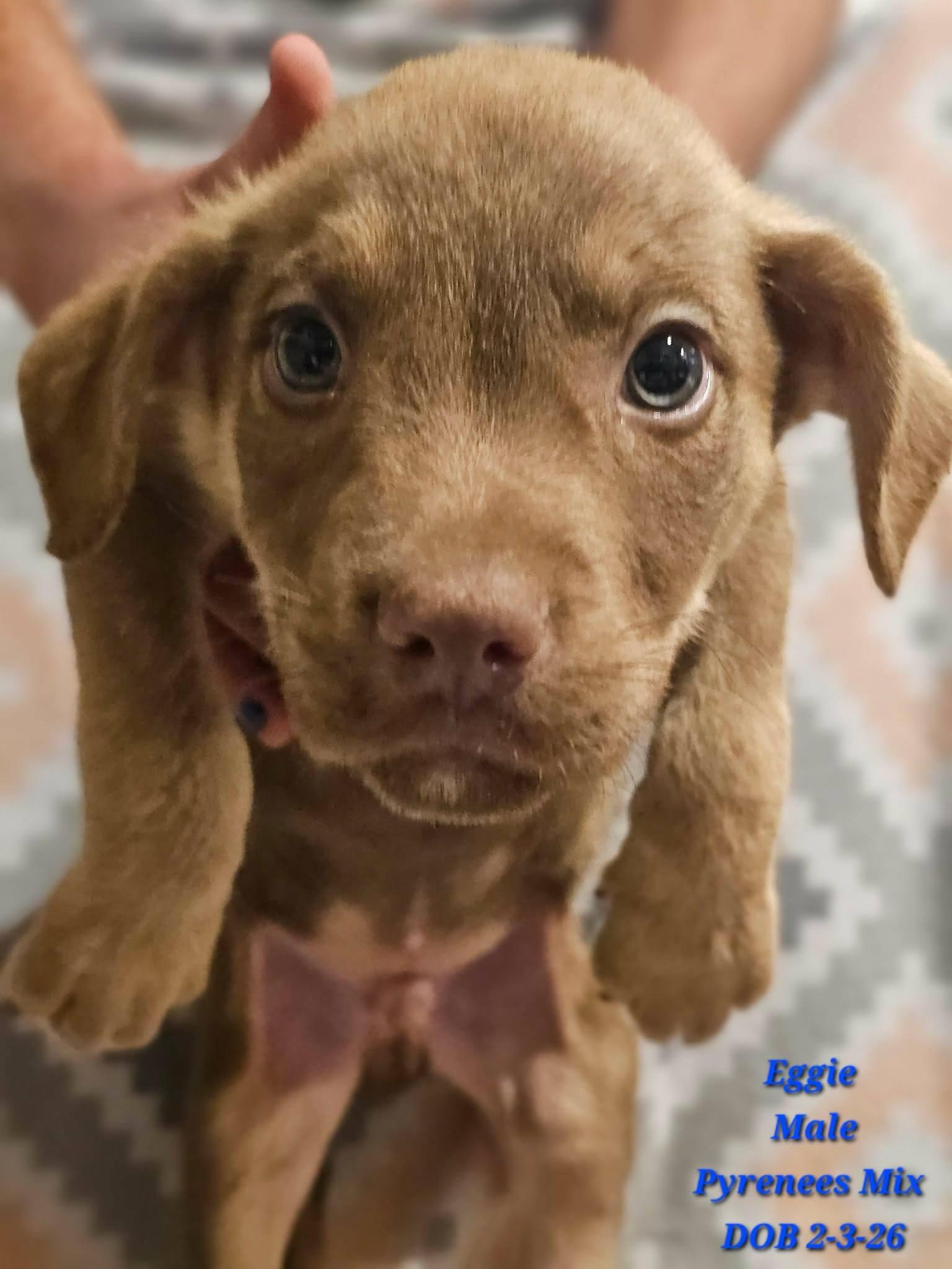 Enlarge Eggie, a ADOPTABLE Great Pyrenees in Fort Payne, AL image 2/4