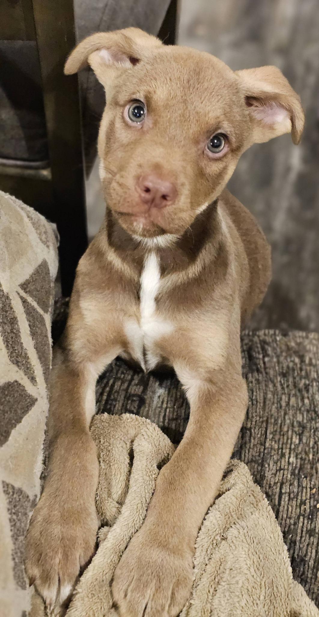 Enlarge Eggie, a ADOPTABLE Great Pyrenees in Fort Payne, AL image 3/4
