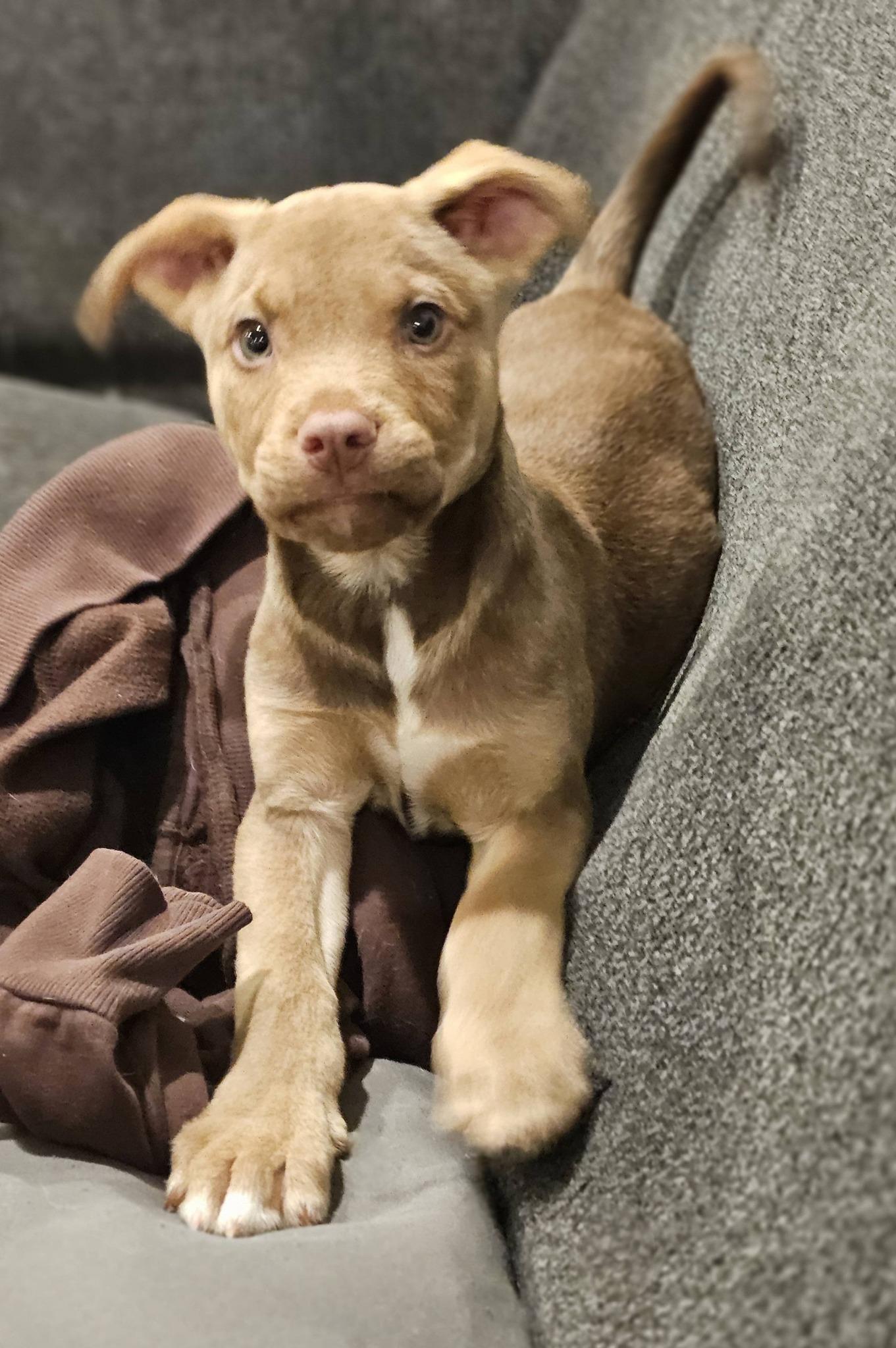 Eggie, ADOPTABLE, Puppy Male Great Pyrenees.