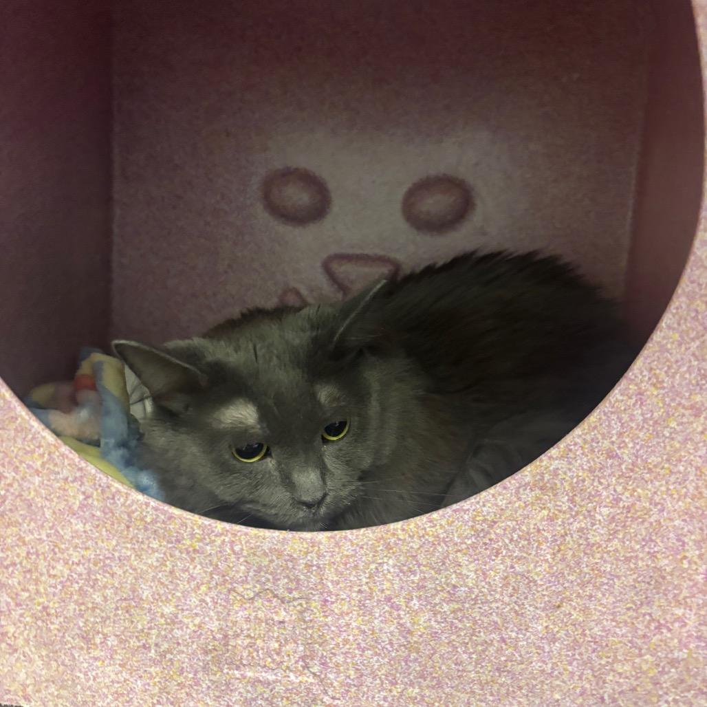 Billie, Adoptable, Adult Female Domestic Long Hair.