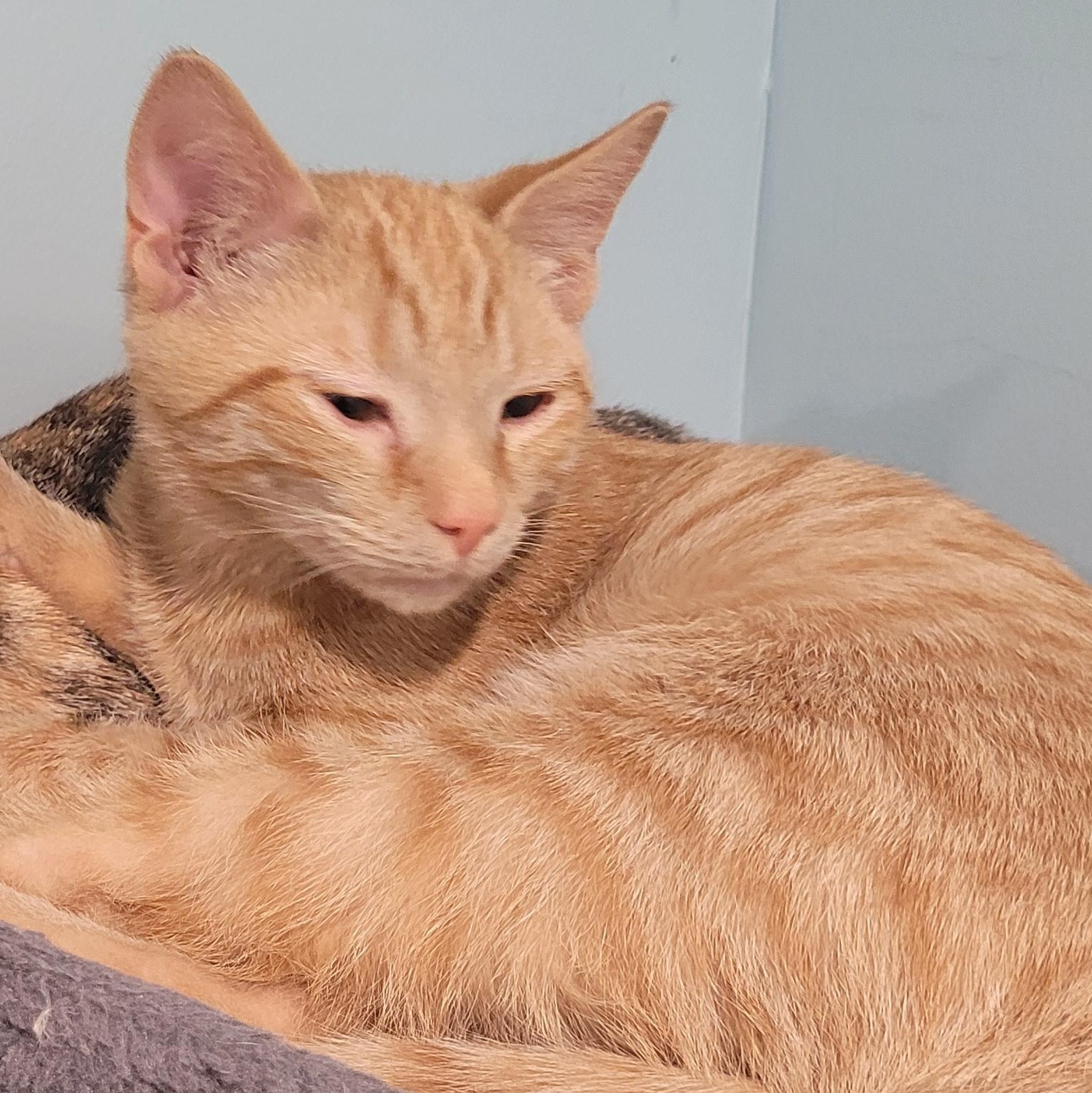 Enlarge Knick Knack, a ADOPTABLE American Shorthair in Maple Shade, NJ image 1/4