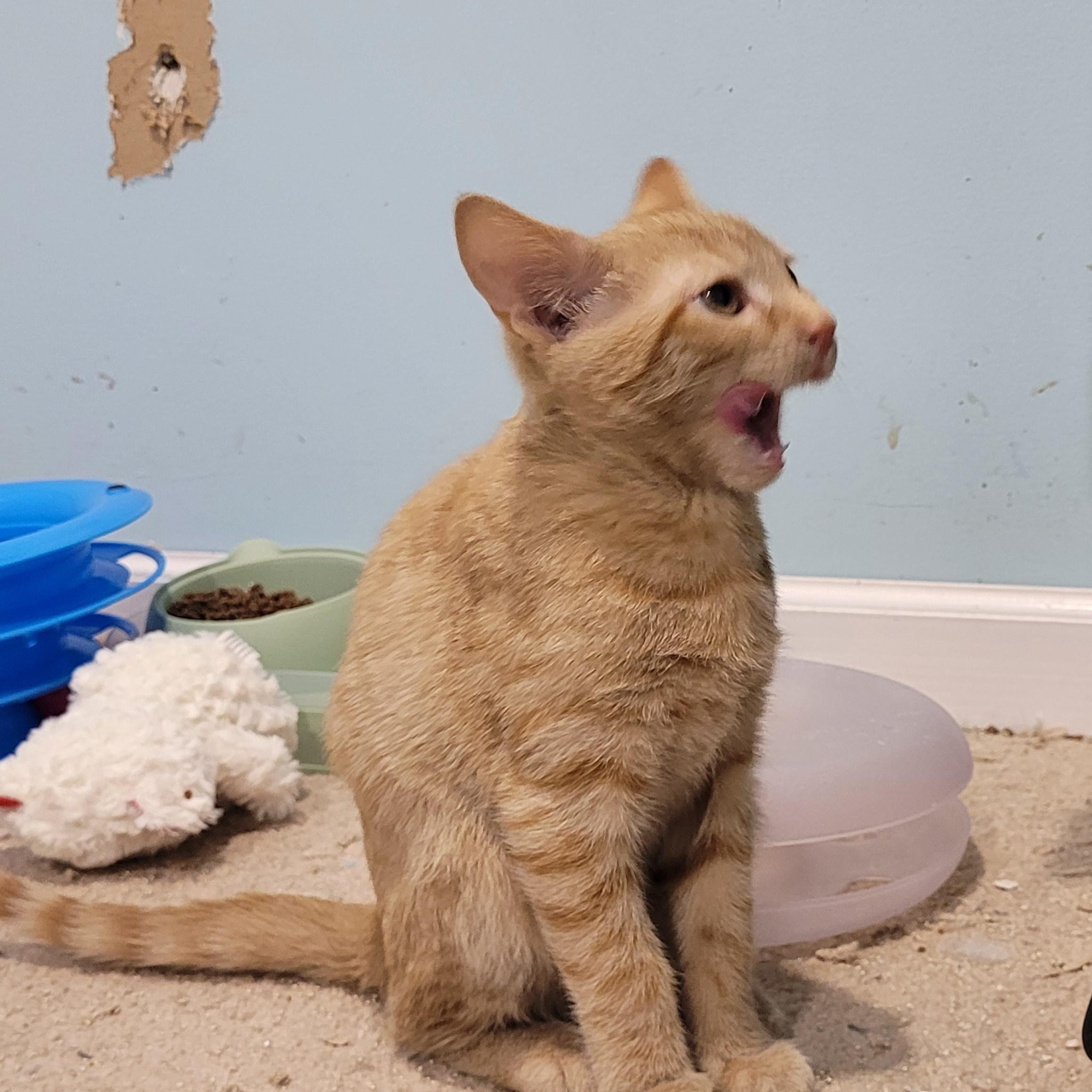 Enlarge Knick Knack, a ADOPTABLE American Shorthair in Maple Shade, NJ image 2/4