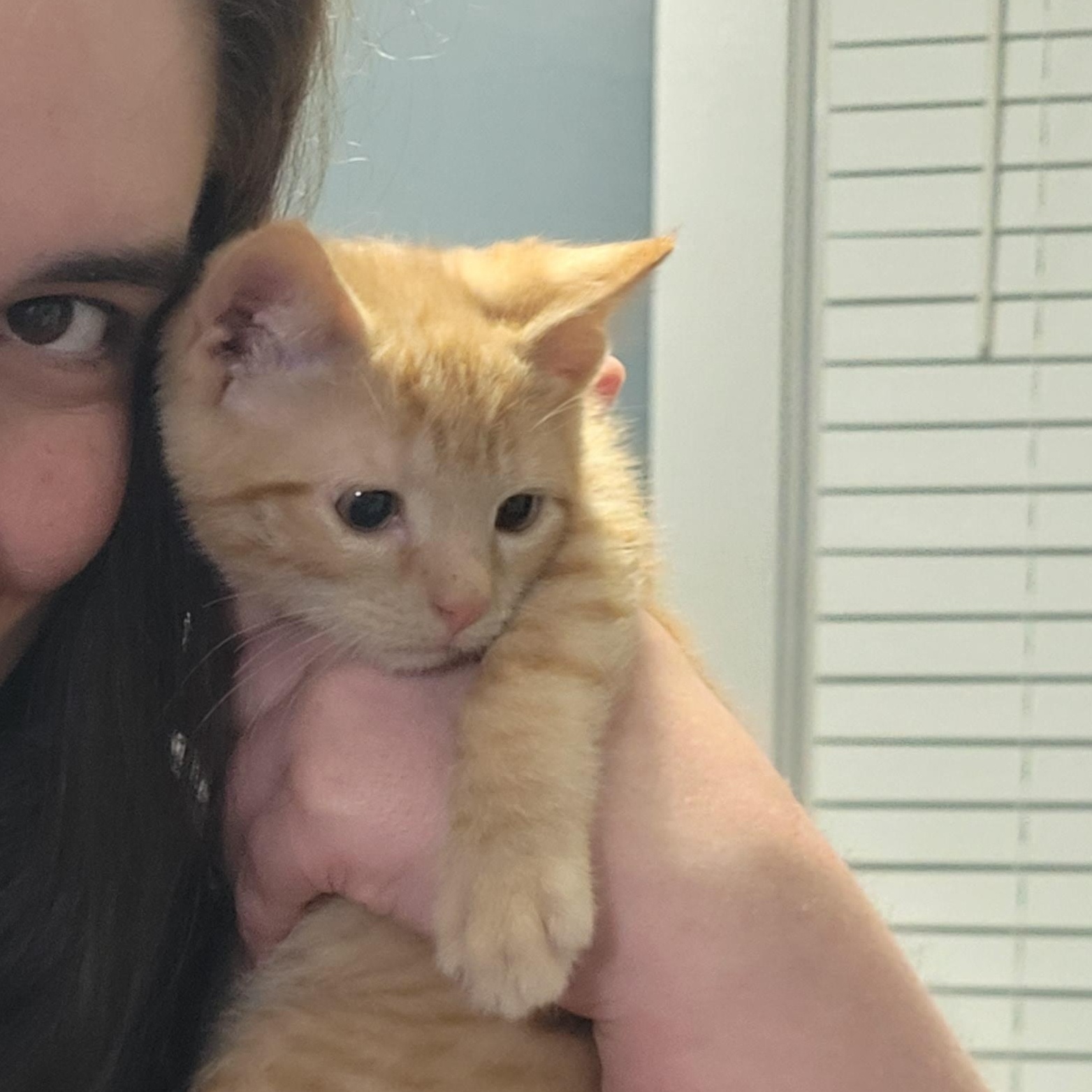 Enlarge Knick Knack, a ADOPTABLE American Shorthair in Maple Shade, NJ image 4/4