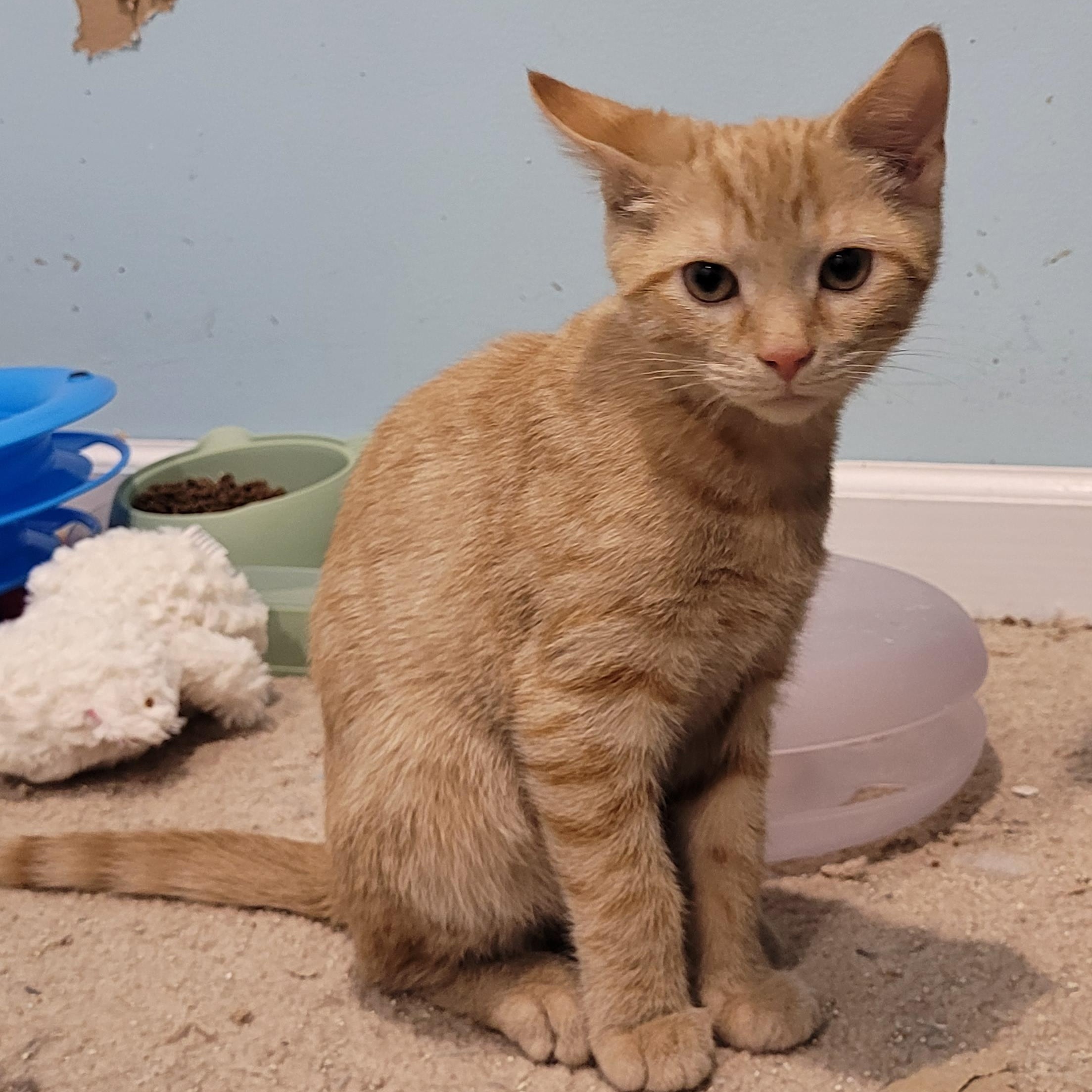 Knick Knack thumbnail 4