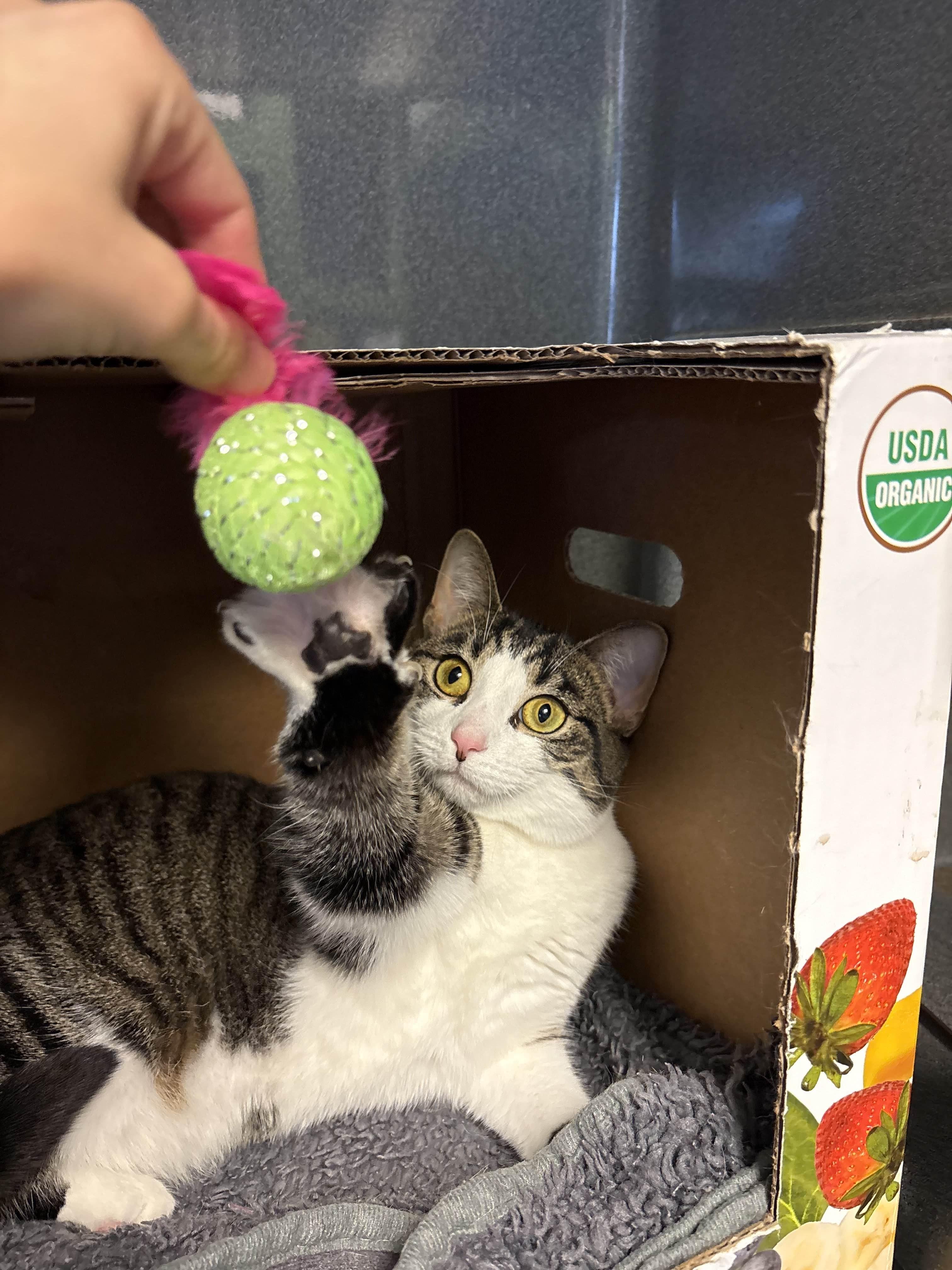 Ariel, Adoptable, Adult Female Tabby.