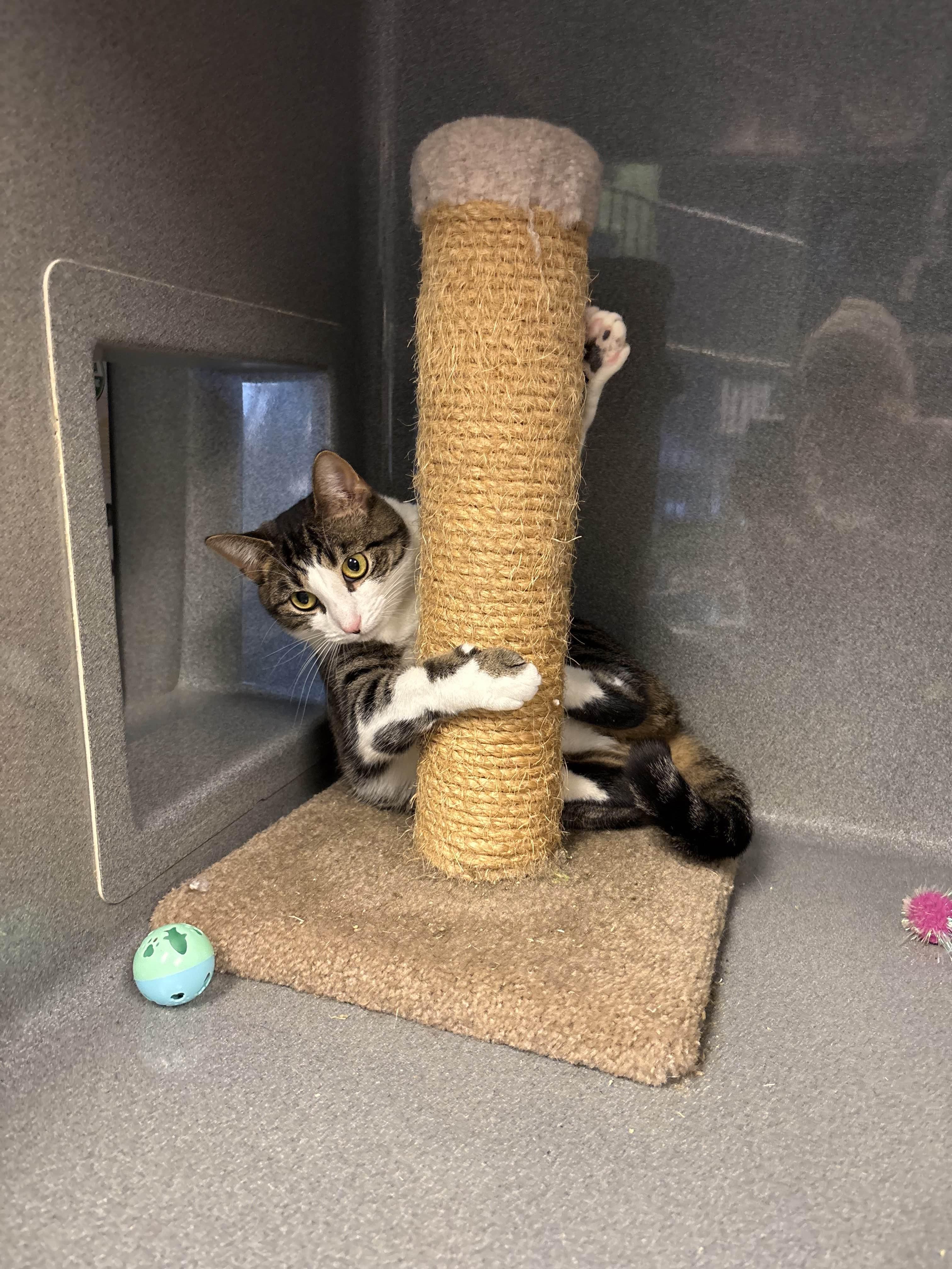 Enlarge Ariel, a Adoptable Tabby in Oberlin, OH image 2/6