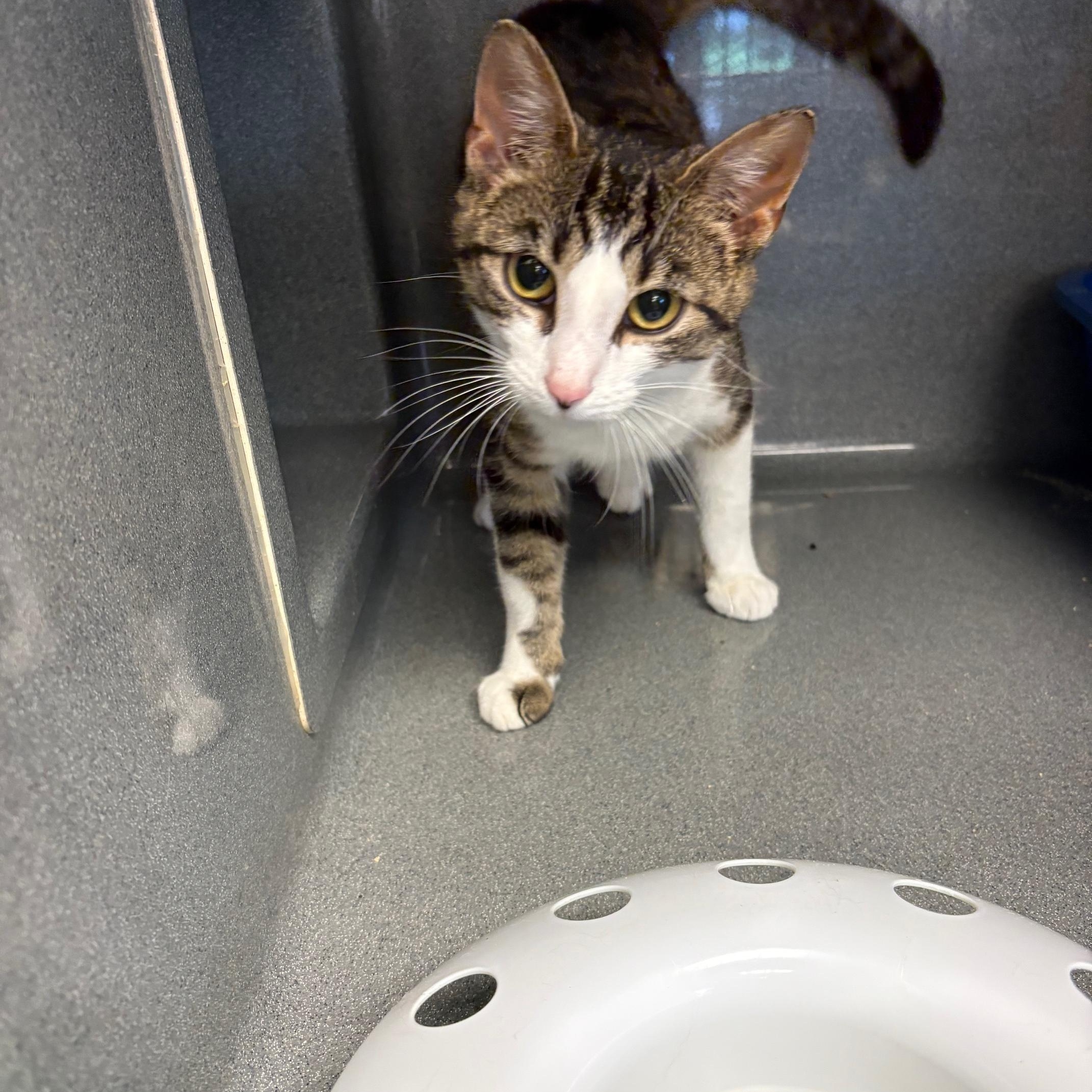 Ariel, a Adoptable Tabby in Oberlin, OH image 1/6