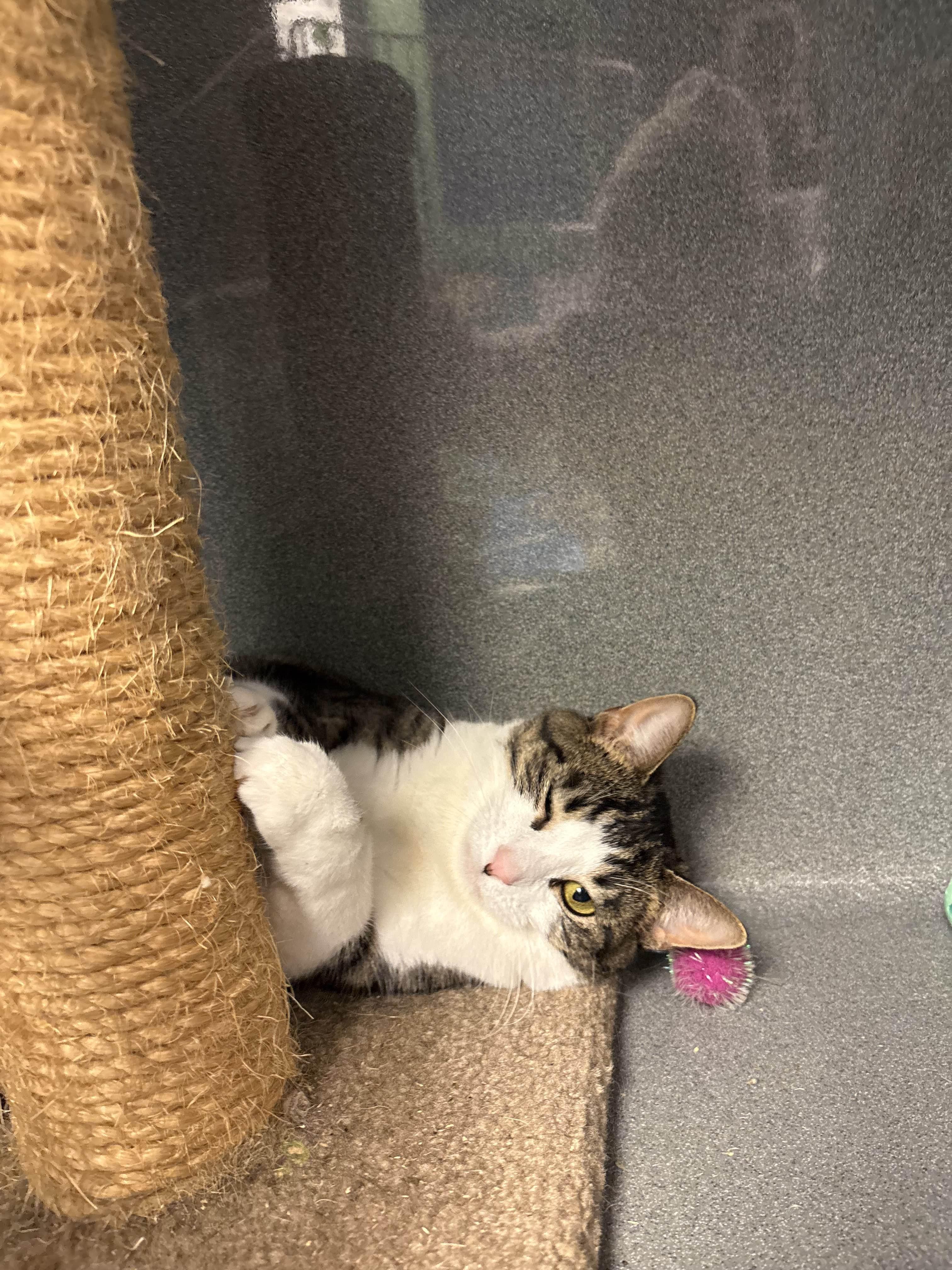 Enlarge Ariel, a Adoptable Tabby in Oberlin, OH image 3/6