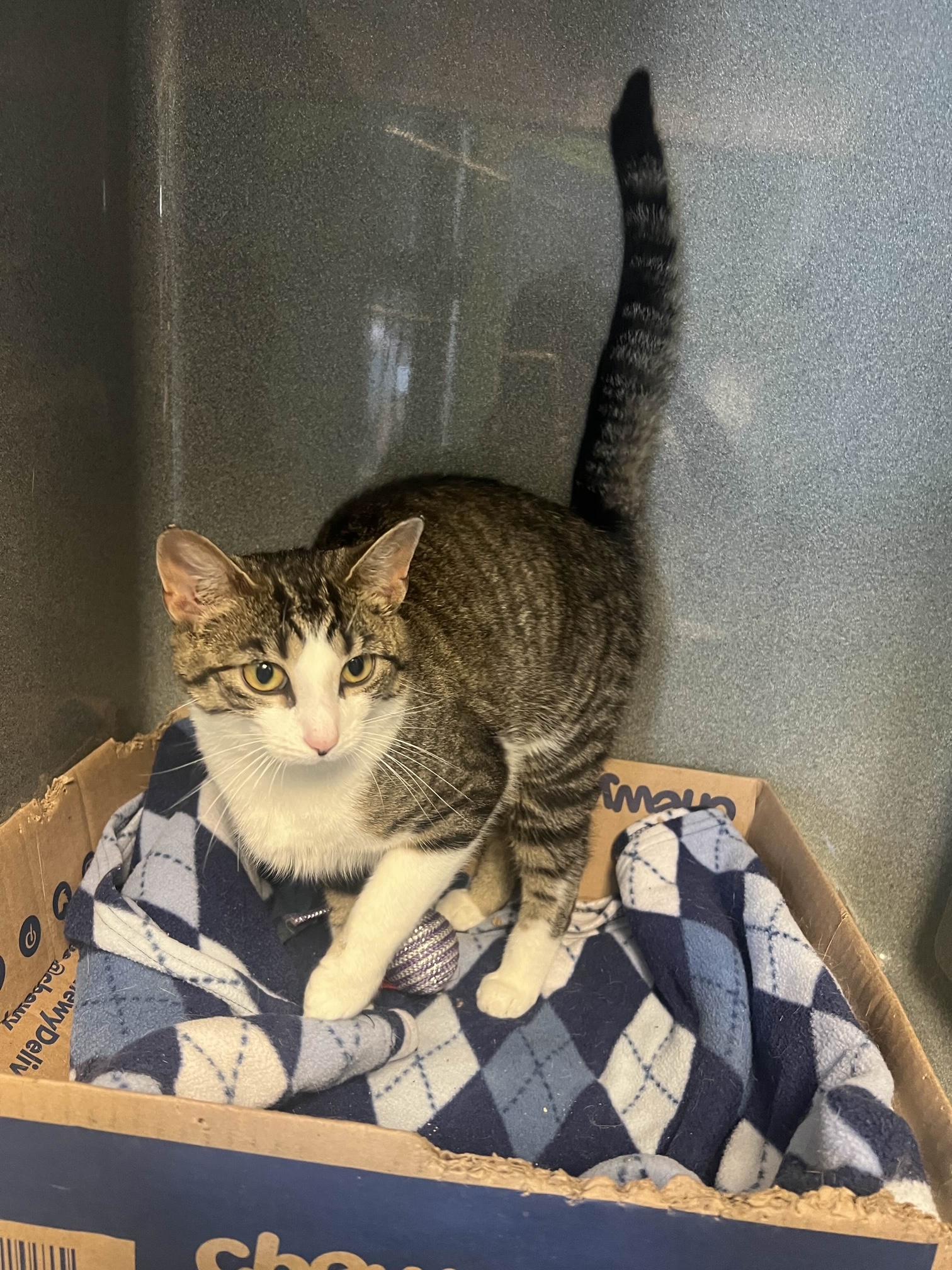 Ariel, a Adoptable Tabby in Oberlin, OH image 2/6