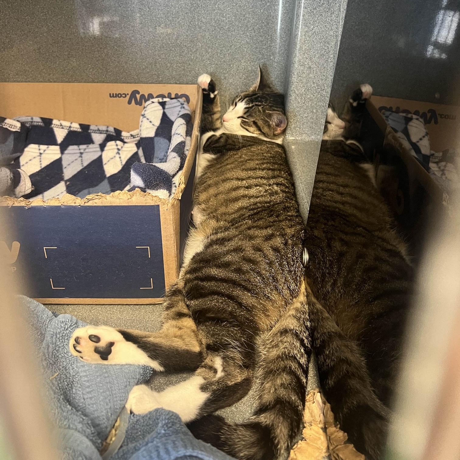 Ariel, a Adoptable Tabby in Oberlin, OH image 3/6