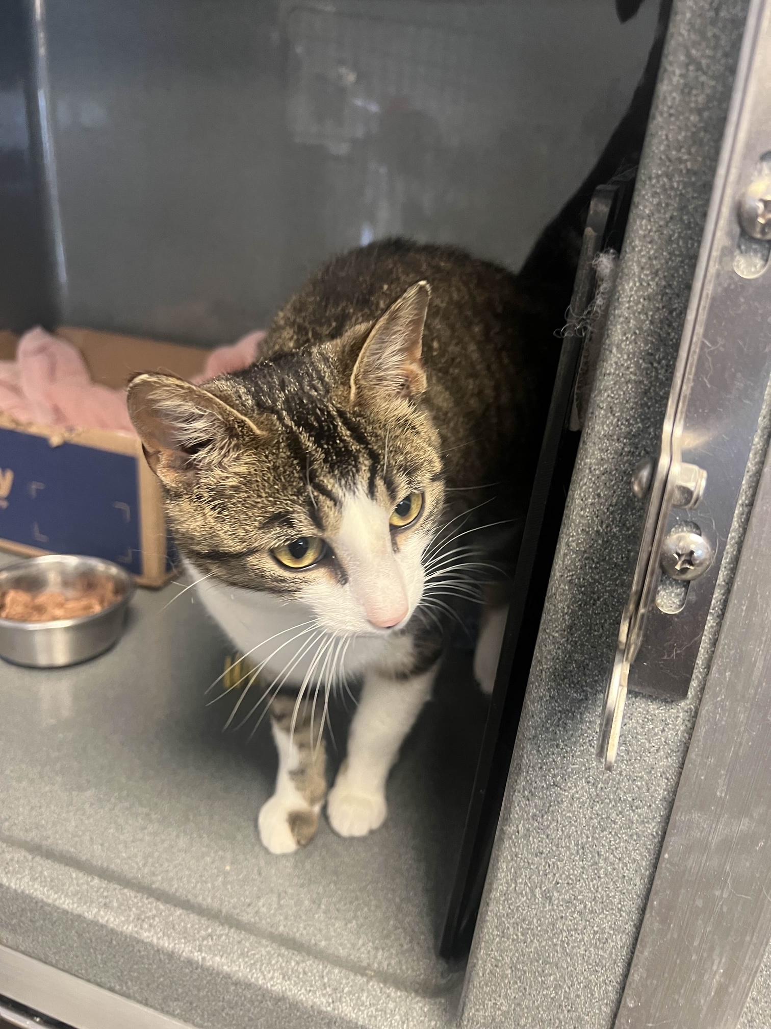 Ariel, a Adoptable Tabby in Oberlin, OH image 4/6