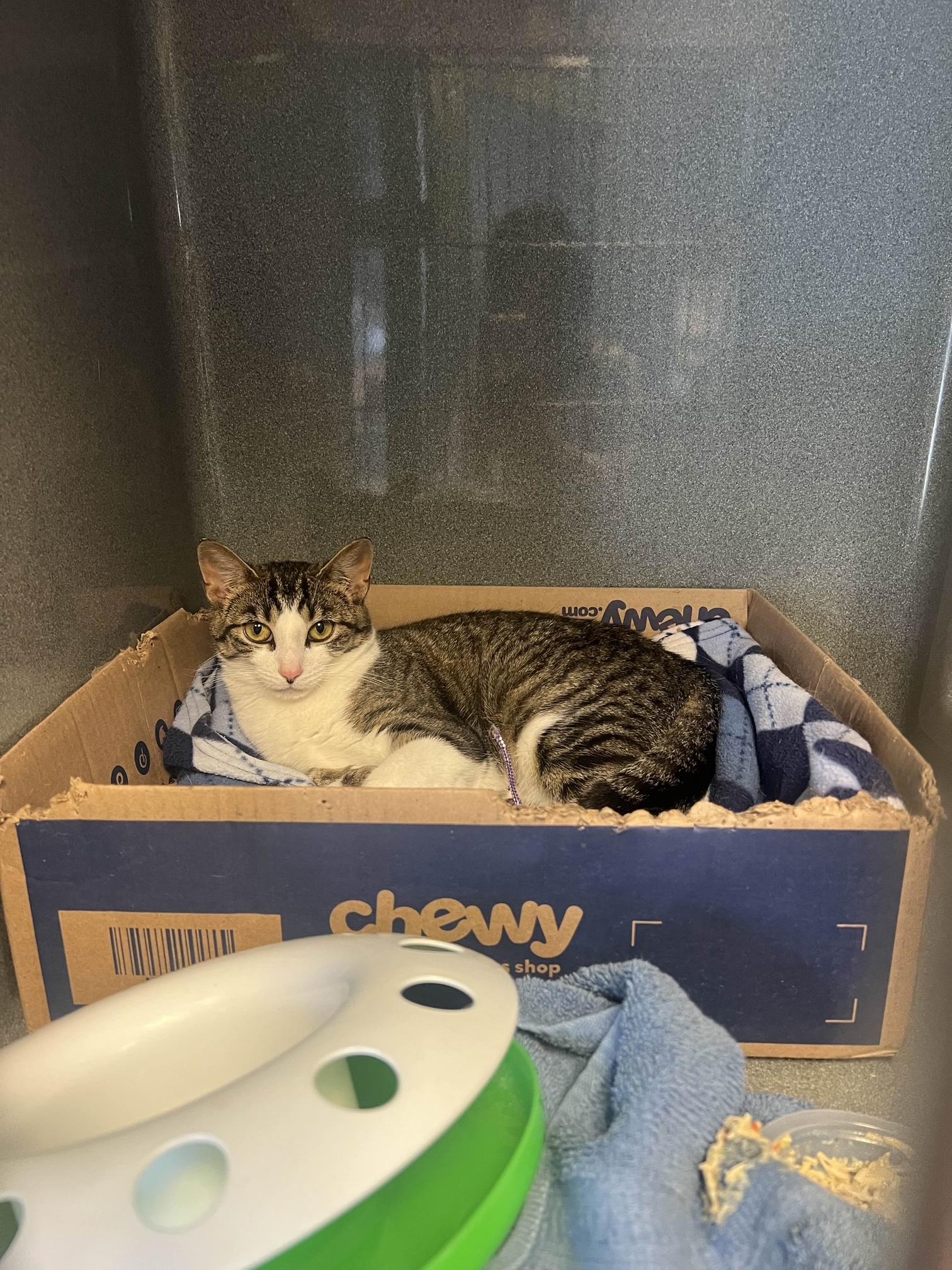 Ariel, a Adoptable Tabby in Oberlin, OH image 5/6