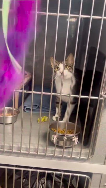 Enlarge Ariel, a Adoptable Tabby in Oberlin, OH video 6/6