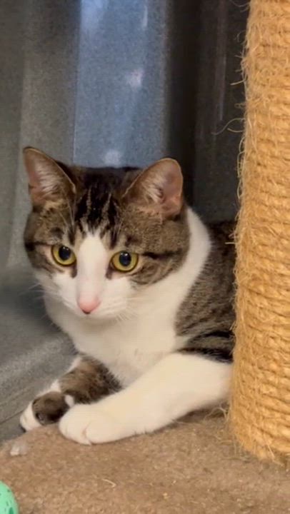 Enlarge Ariel, a Adoptable Tabby in Oberlin, OH video 6/6