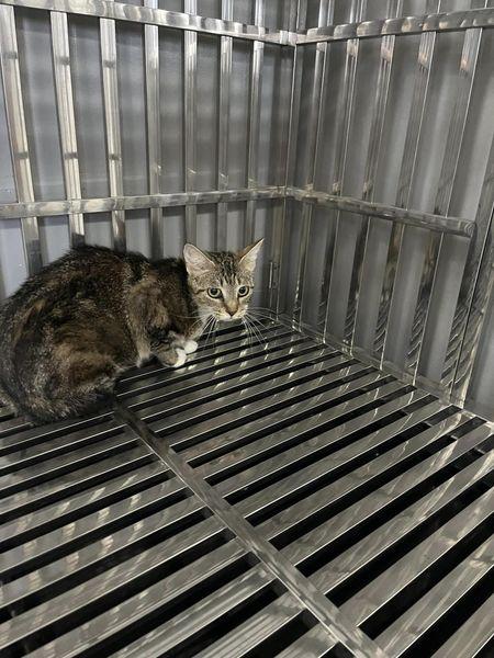 Enlarge Zinnia, a Adoptable Domestic Short Hair in Fairfield, IL image 2/2