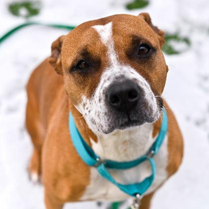 Enlarge Zoe, a ADOPTABLE Mixed Breed in Westbrook, ME image 2/2