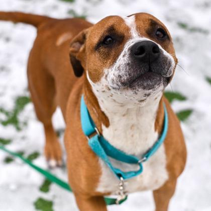 Enlarge Zoe, a ADOPTABLE Mixed Breed in Westbrook, ME image 1/2