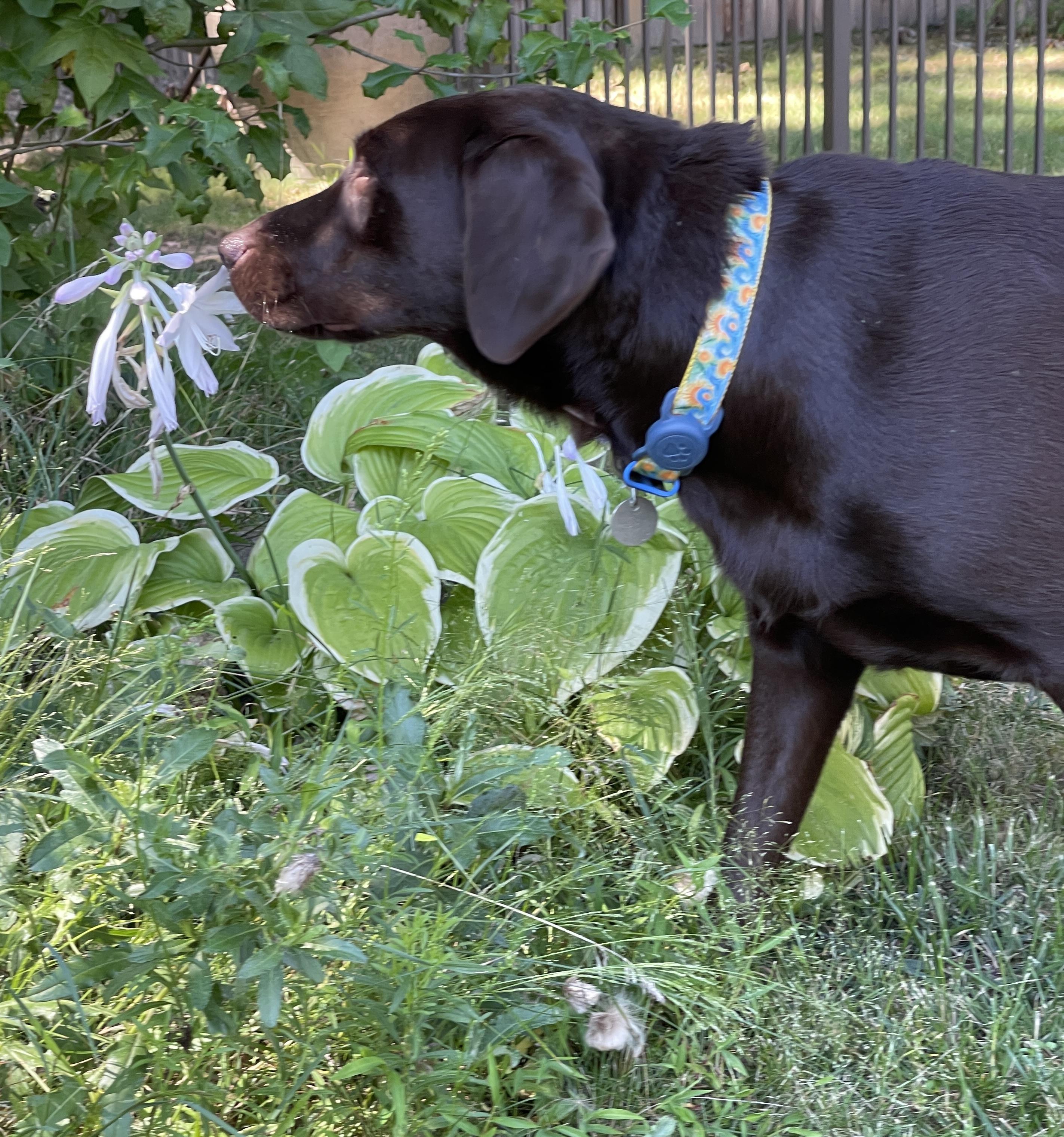 Enlarge Truffles, a Adopted Labrador Retriever in Warrington, PA image 3/5