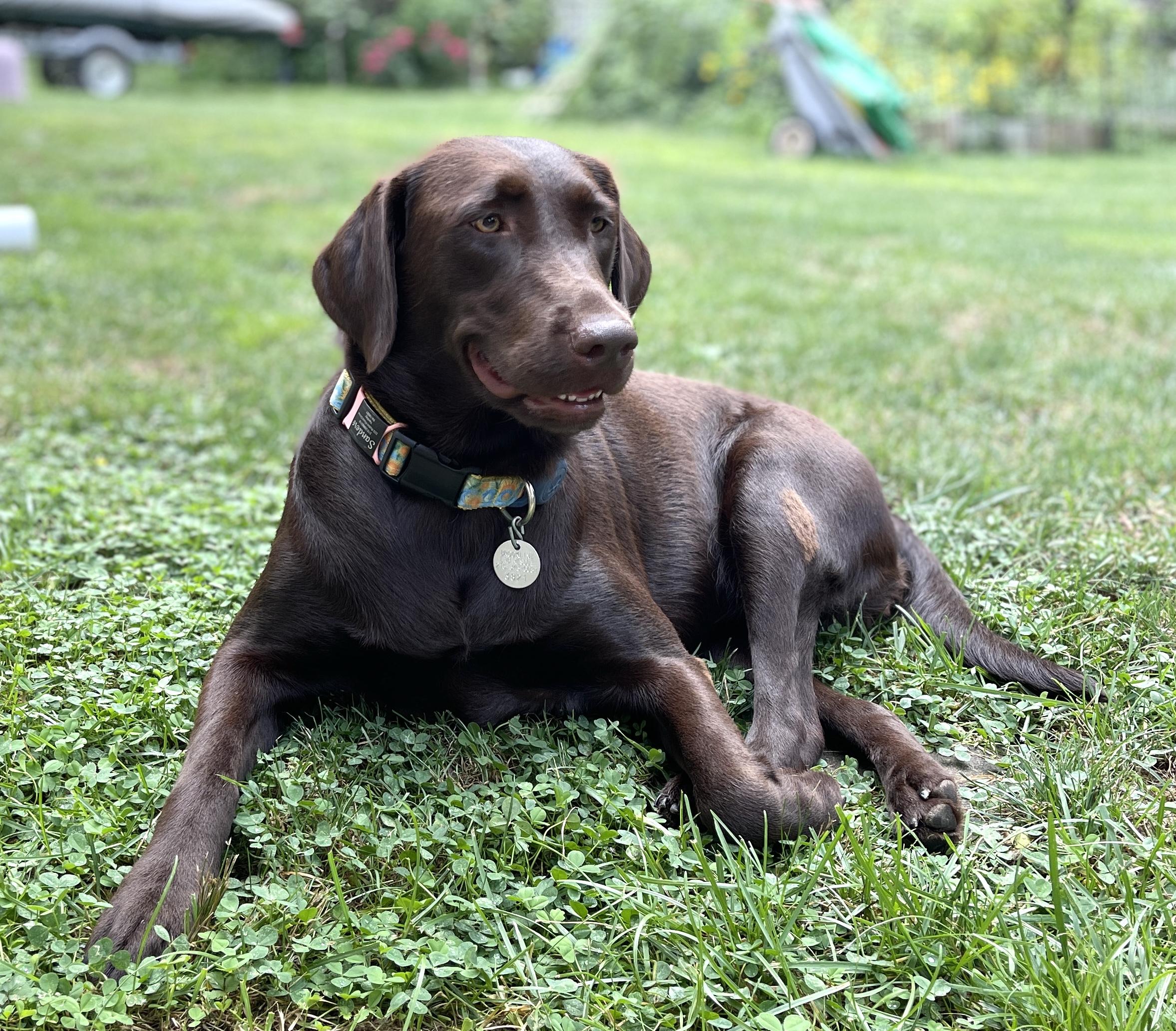 Enlarge Truffles, a Adopted Labrador Retriever in Warrington, PA image 5/5