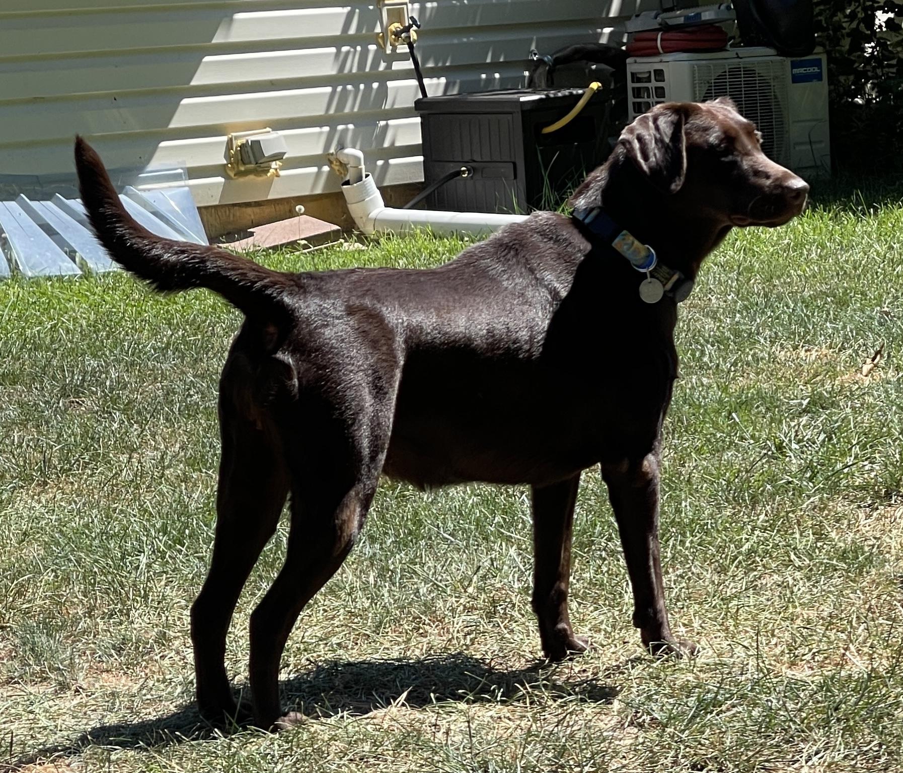 Enlarge Truffles, a Adopted Labrador Retriever in Warrington, PA image 2/5