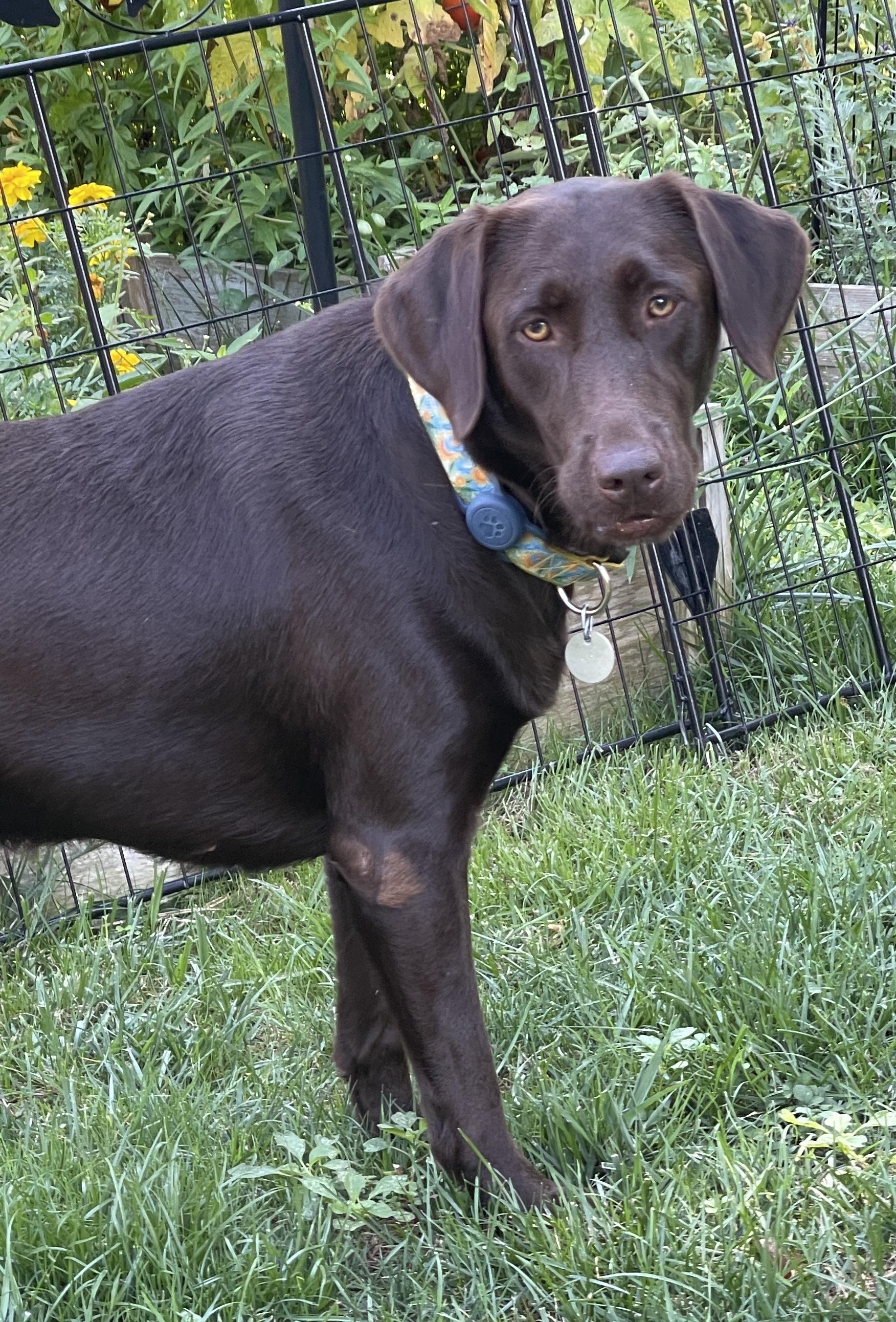 Enlarge Truffles, a Adopted Labrador Retriever in Warrington, PA image 1/5