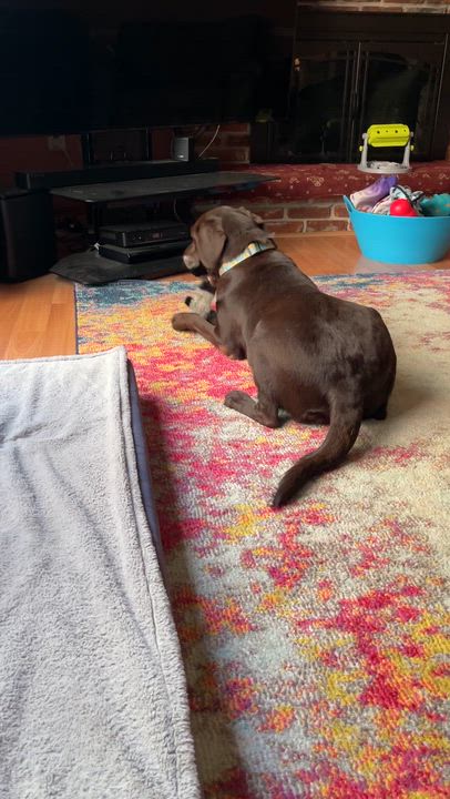 Enlarge Truffles, a Adopted Labrador Retriever in Warrington, PA video 4/5