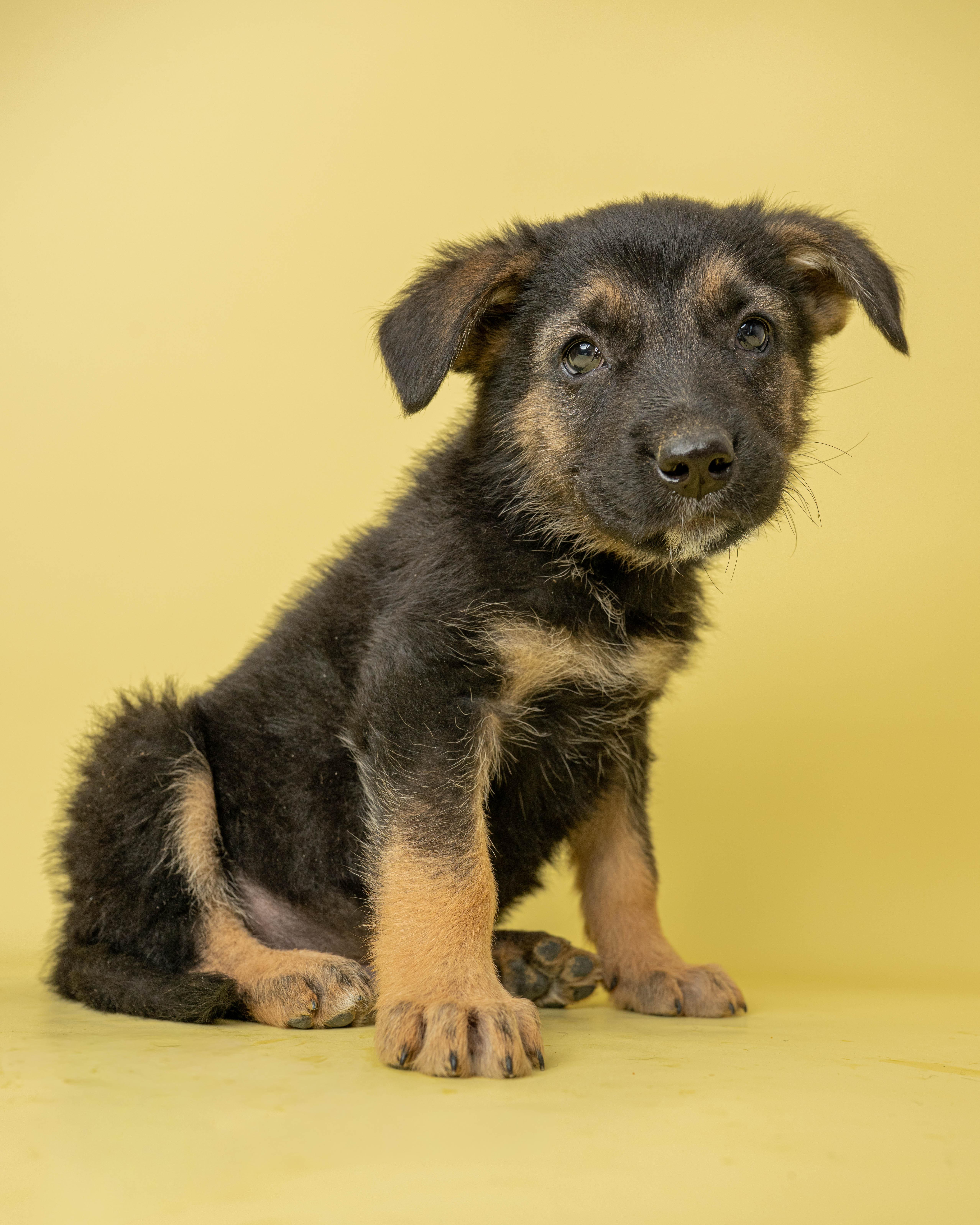 Candy Crusher, ADOPTABLE, Puppy Male Mixed Breed.