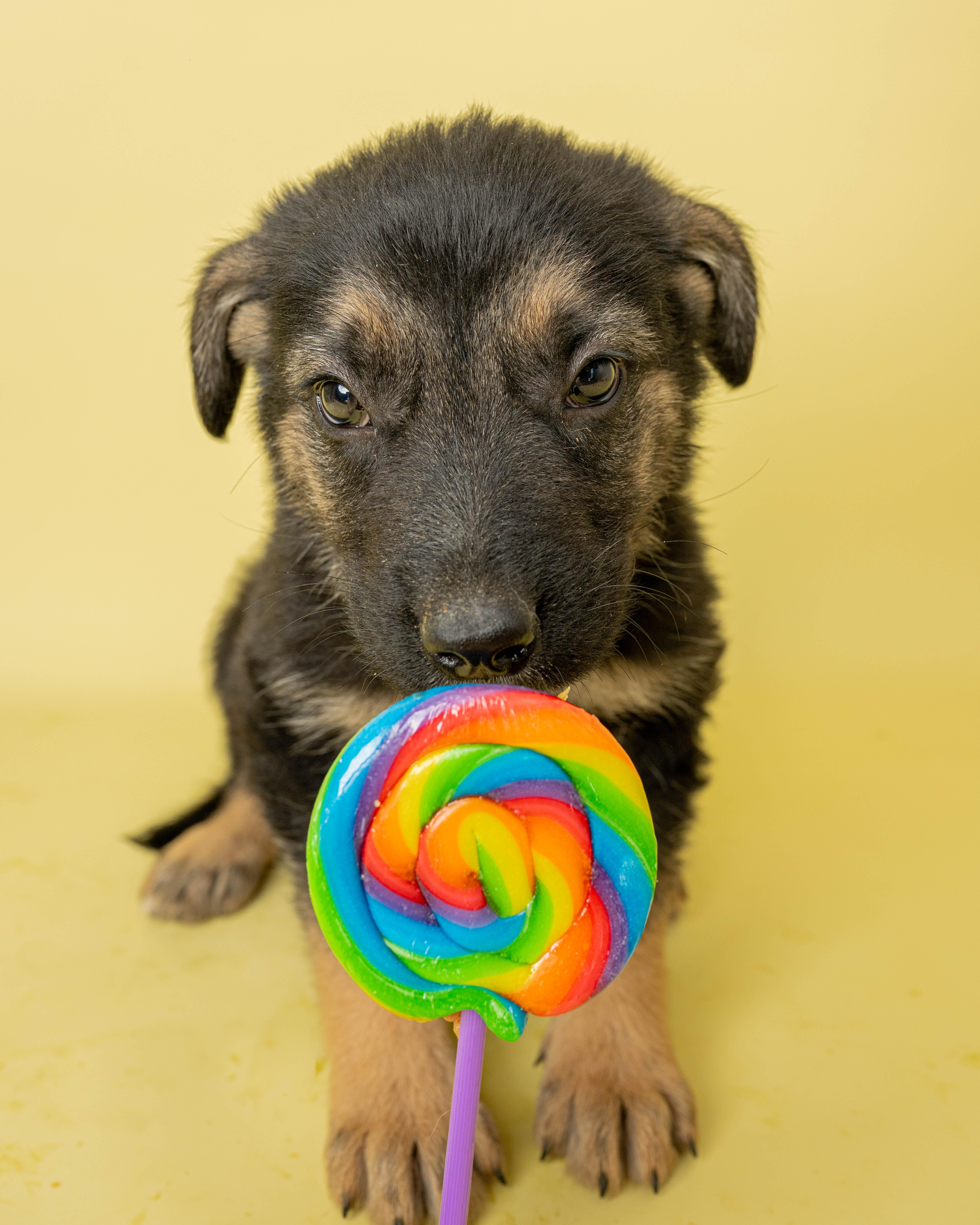 Candy Crusher, a ADOPTABLE Mixed Breed in Rock Springs, WY image 2/3