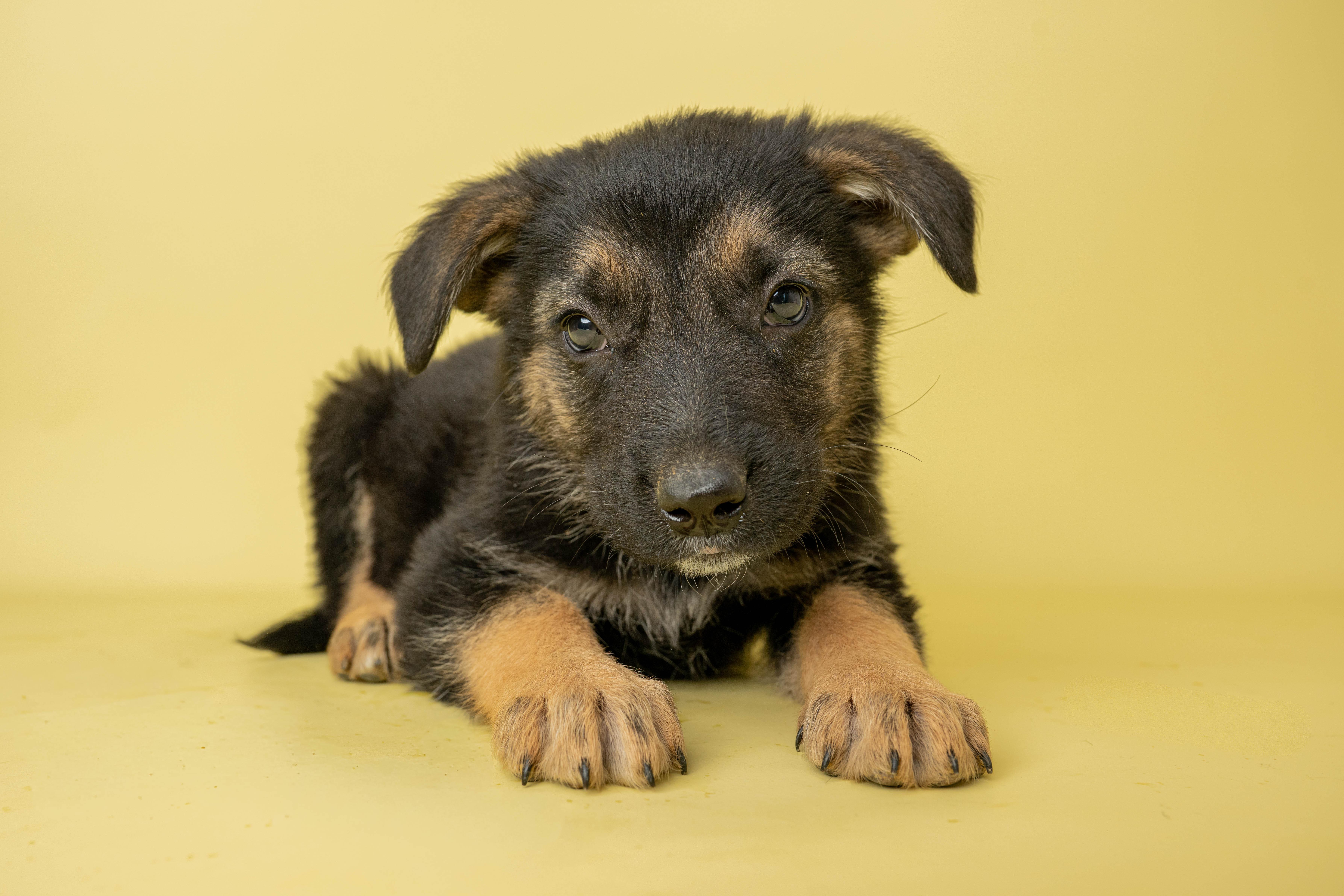 Candy Crusher, a ADOPTABLE Mixed Breed in Rock Springs, WY image 3/3