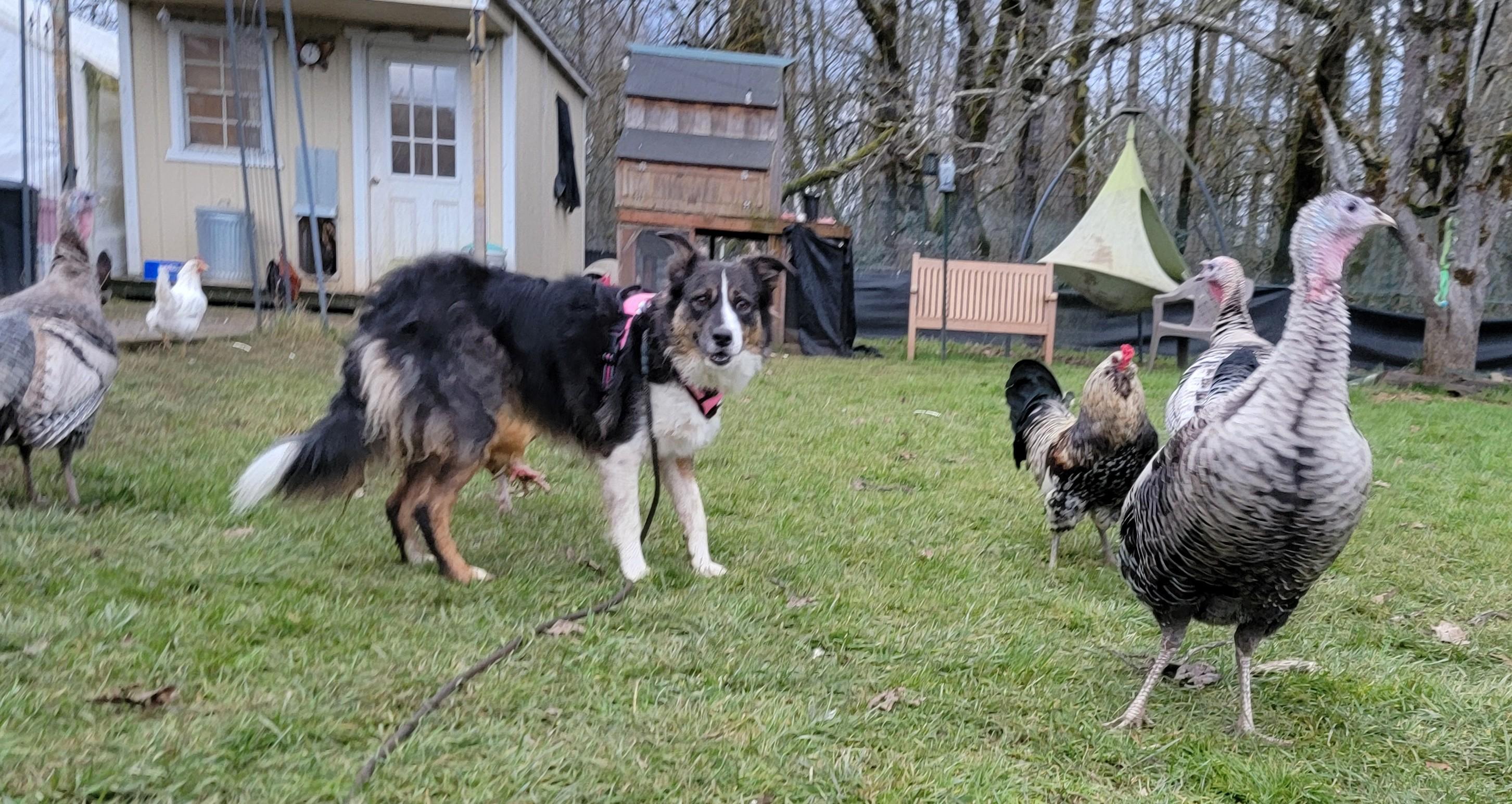 Enlarge Sophie, a ADOPTABLE mixed breed in Bend, OR image 3/3