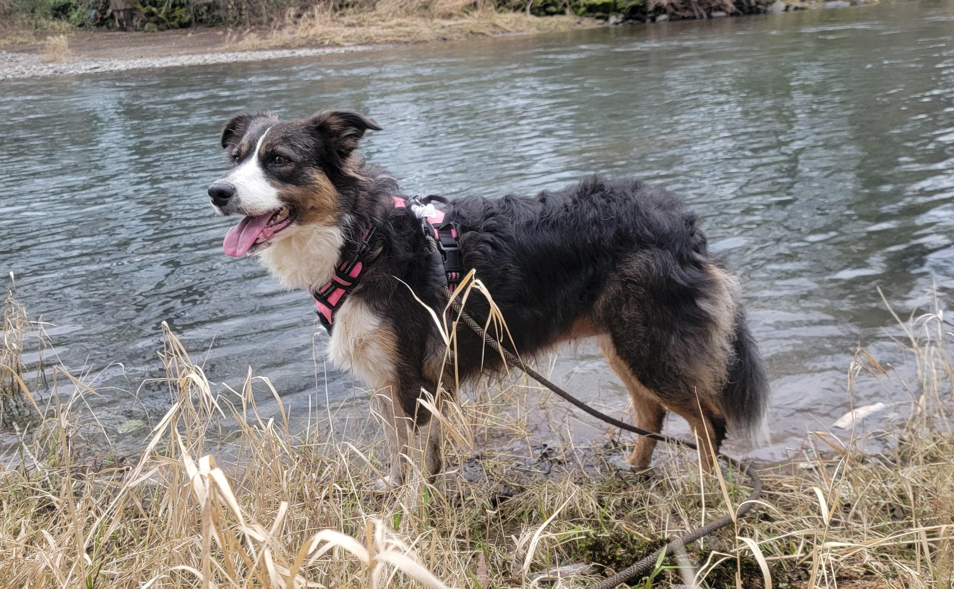 Enlarge Sophie, a ADOPTABLE mixed breed in Bend, OR image 2/3