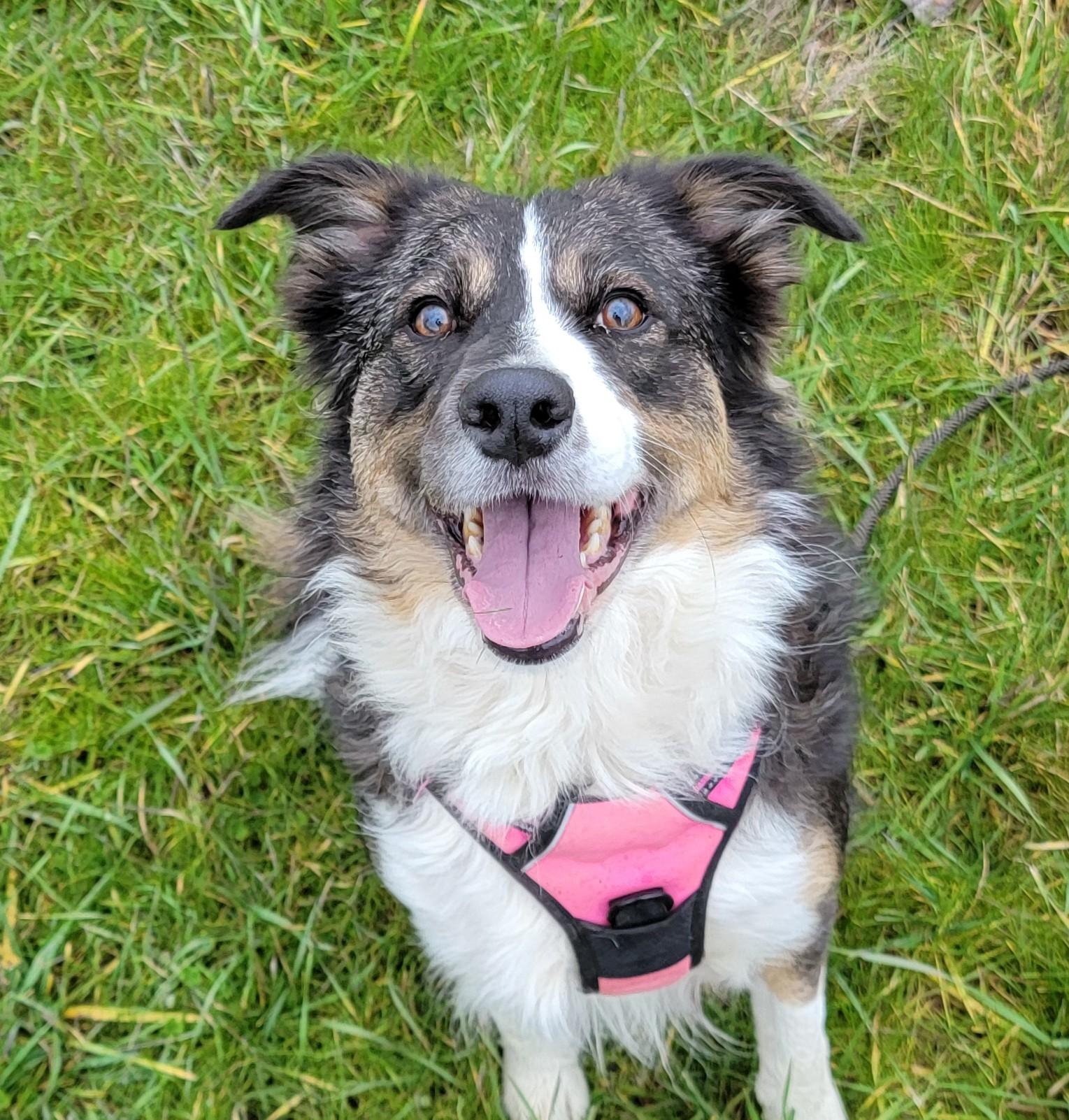 Sophie, ADOPTABLE, Adult Female Border Collie.