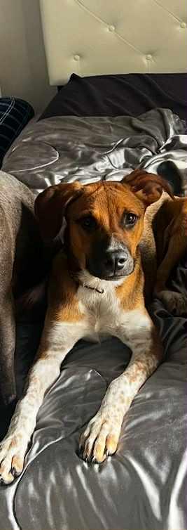 Lilly, a Adoptable Lancashire Heeler in Panama City, FL image 1/4